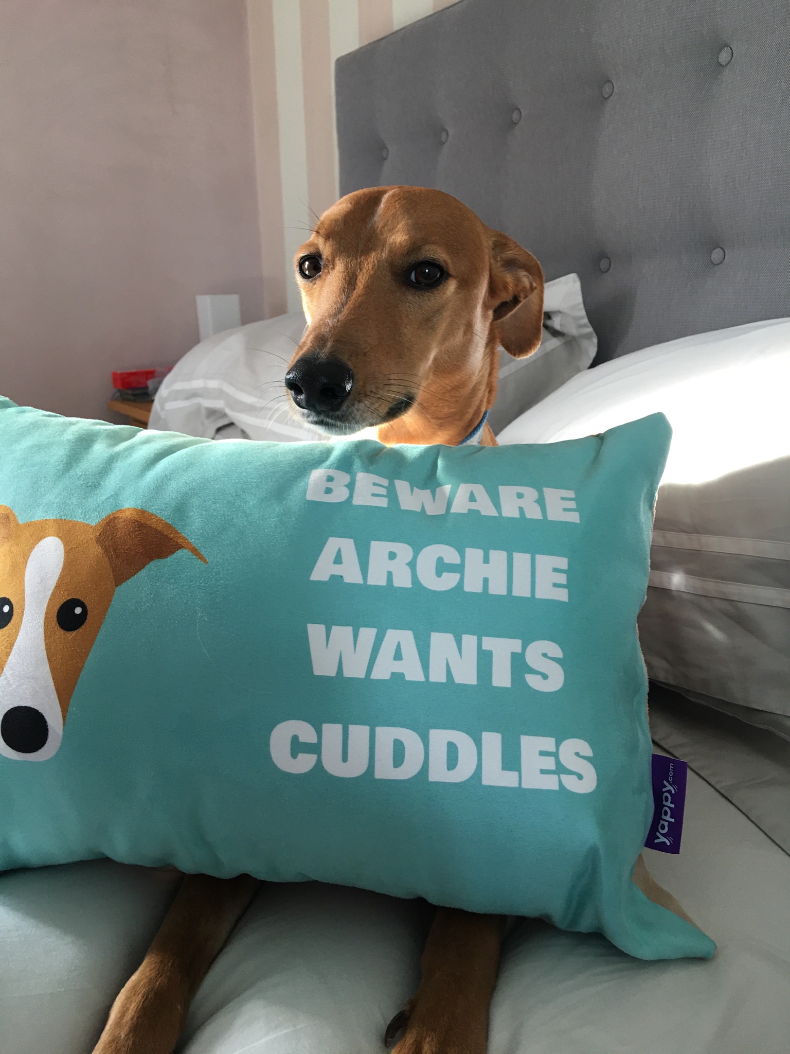 Customer photo of Beware of Cuddles: Personalised Hungarian Vizsla Soft Touch Cushion