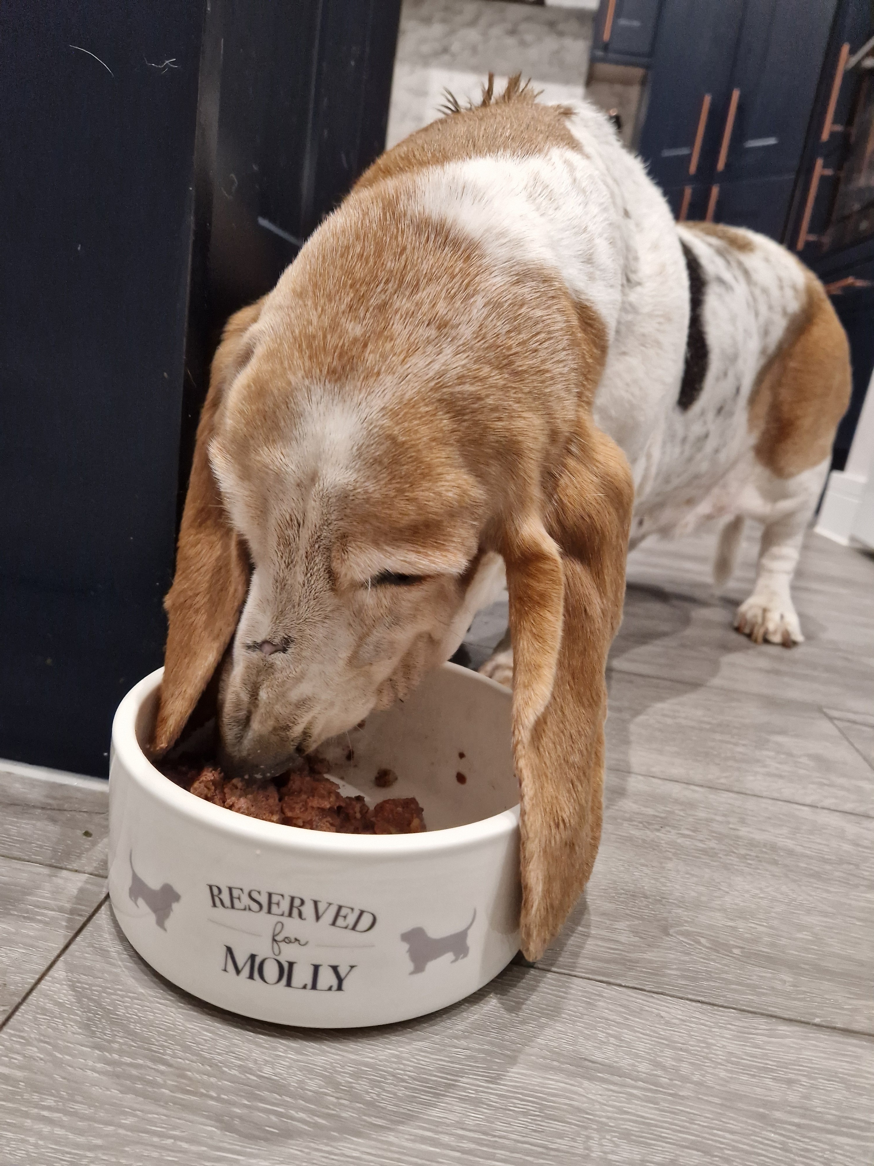 Customer photo of 'Reserved for Jack-A-Poo' - Personalized Dog Bowl for your Jack-A-Poo
