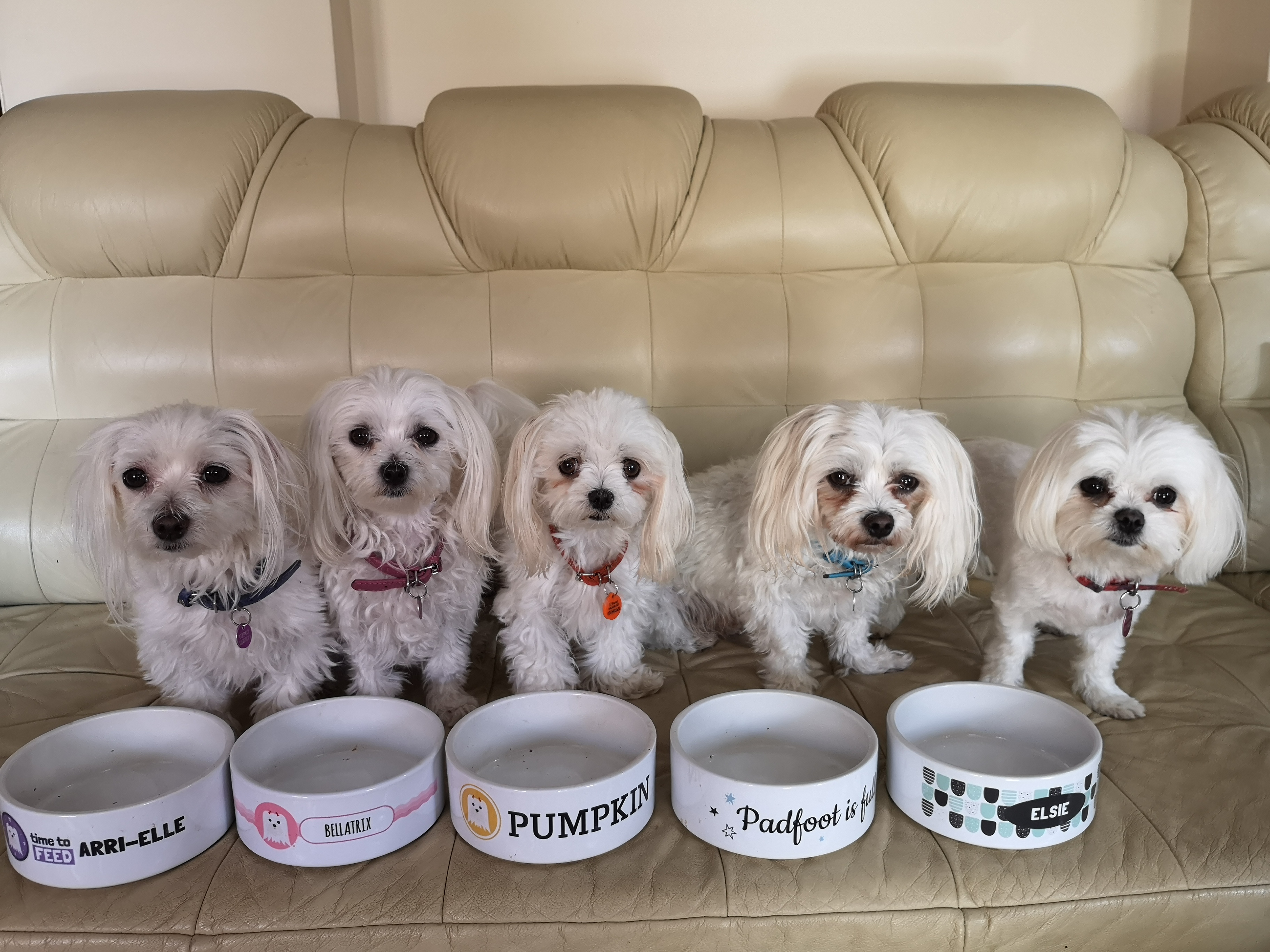Customer photo of 'Tile Pattern' - Personalized Dog Bowl for your Cockapoo