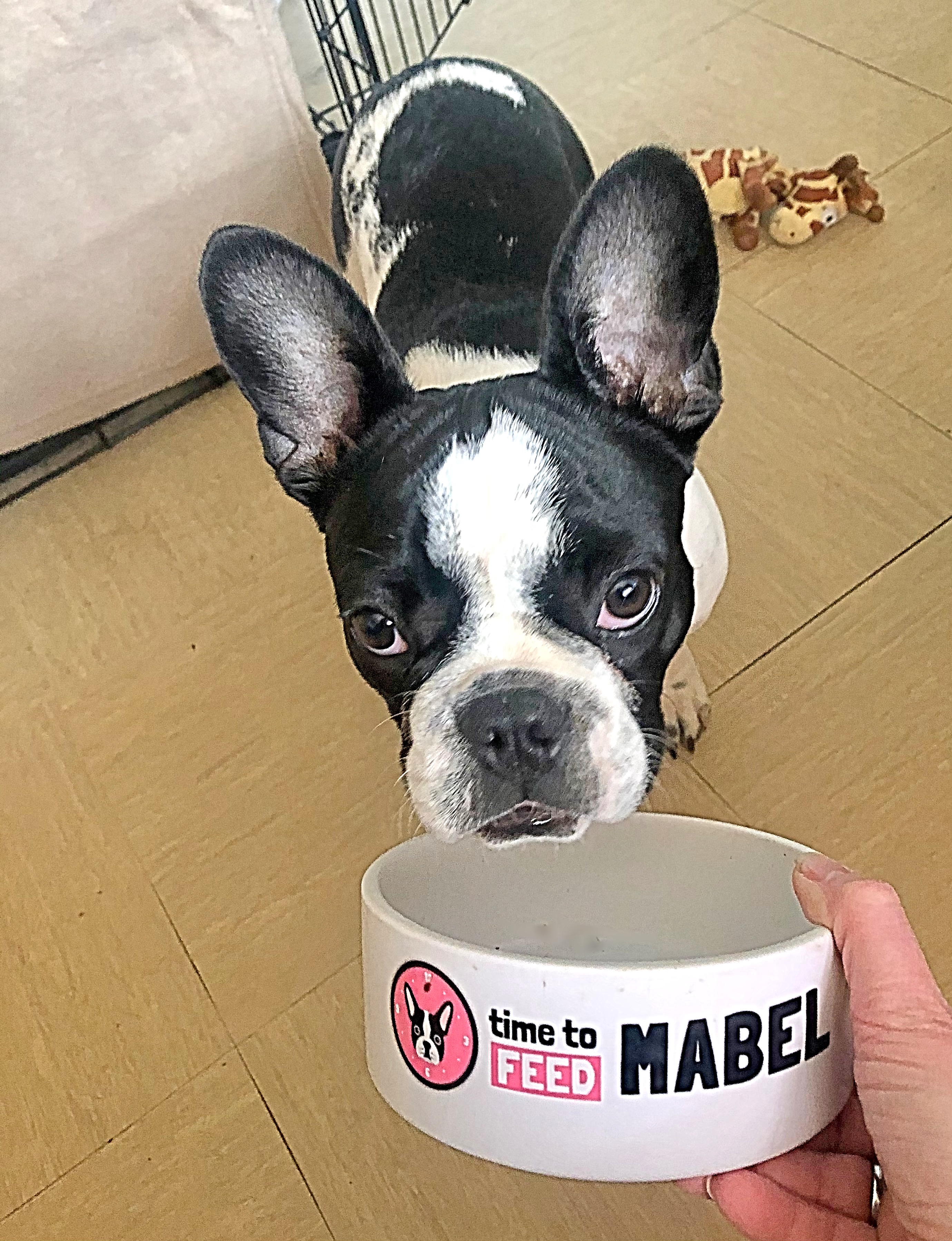 Customer photo of 'Time to Feed Jack-A-Poo' - Personalized Dog Bowl for your Jack-A-Poo