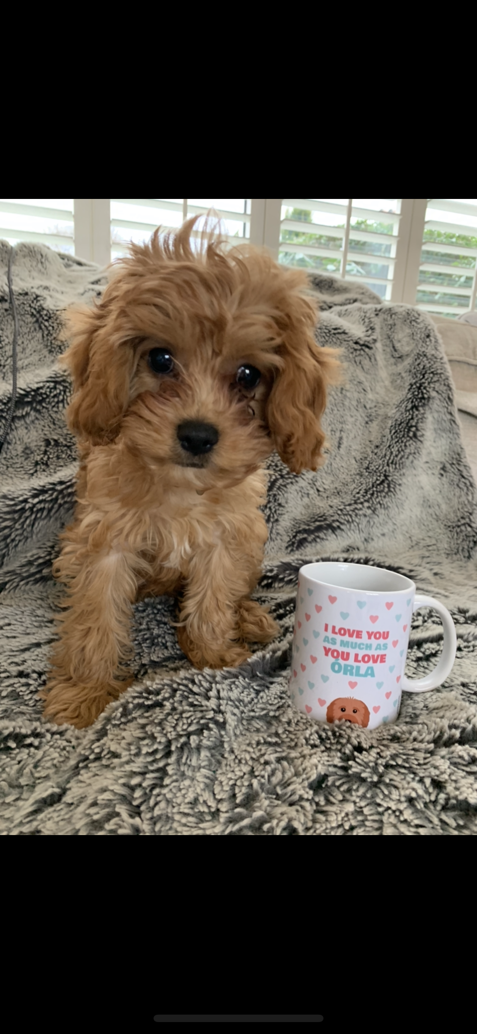 Customer photo of I Love You as Much as You Love... Personalized Lhasapoo Mug