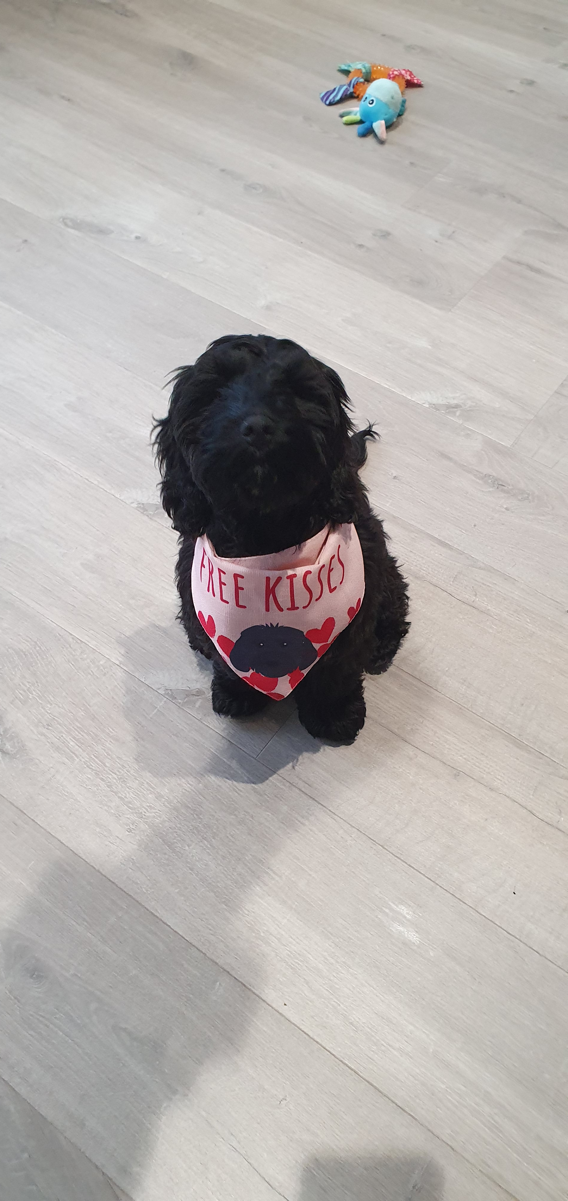 Customer photo of 'Free Kisses' - Personalized Cavapoo Bandana