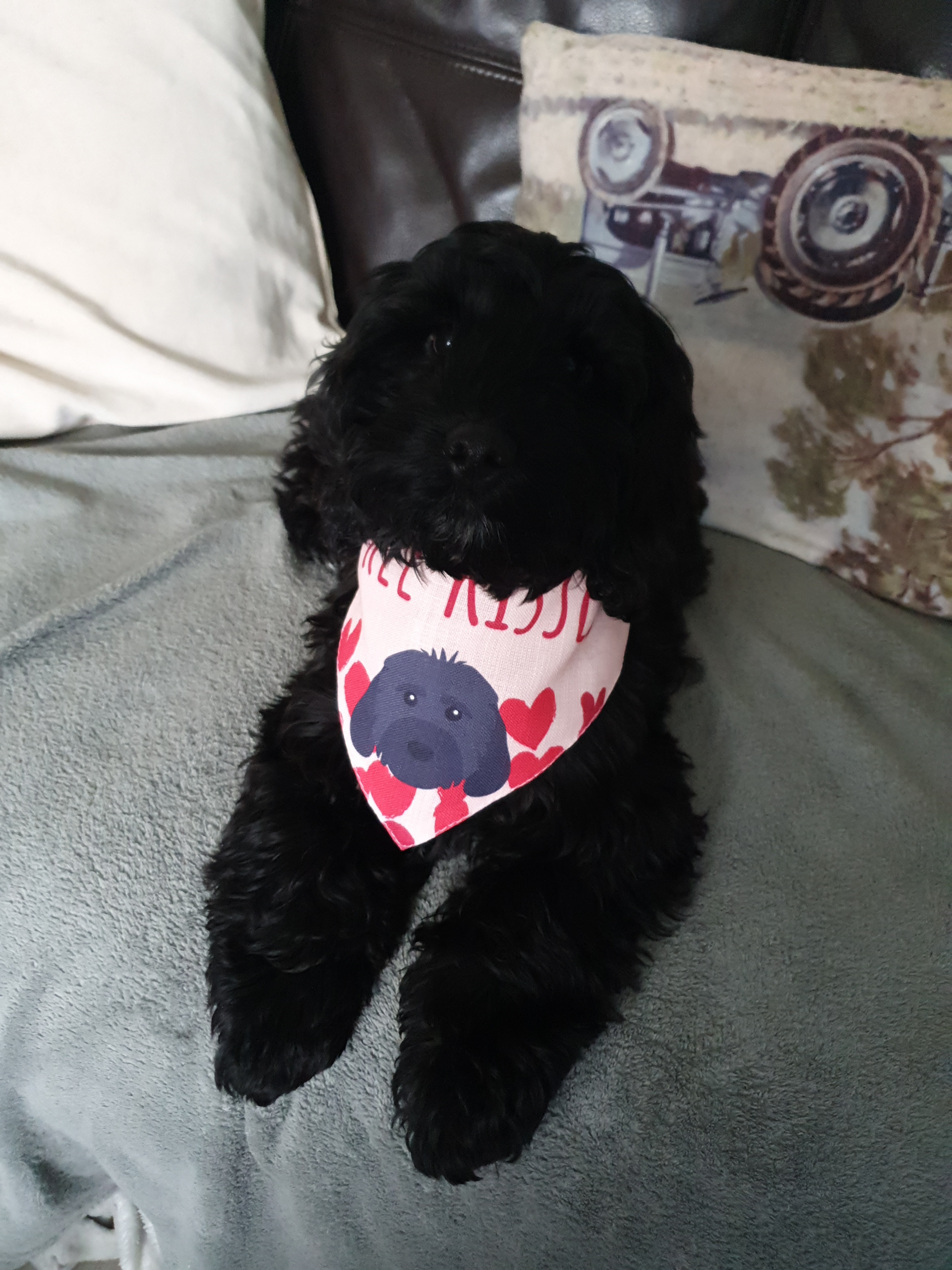 Customer photo of 'Free Kisses' - Personalized Cavapoo Bandana