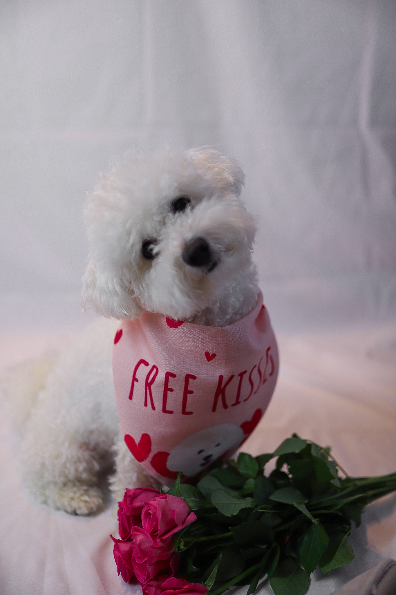 Customer photo of 'Free Kisses' - Personalized Cavapoo Bandana