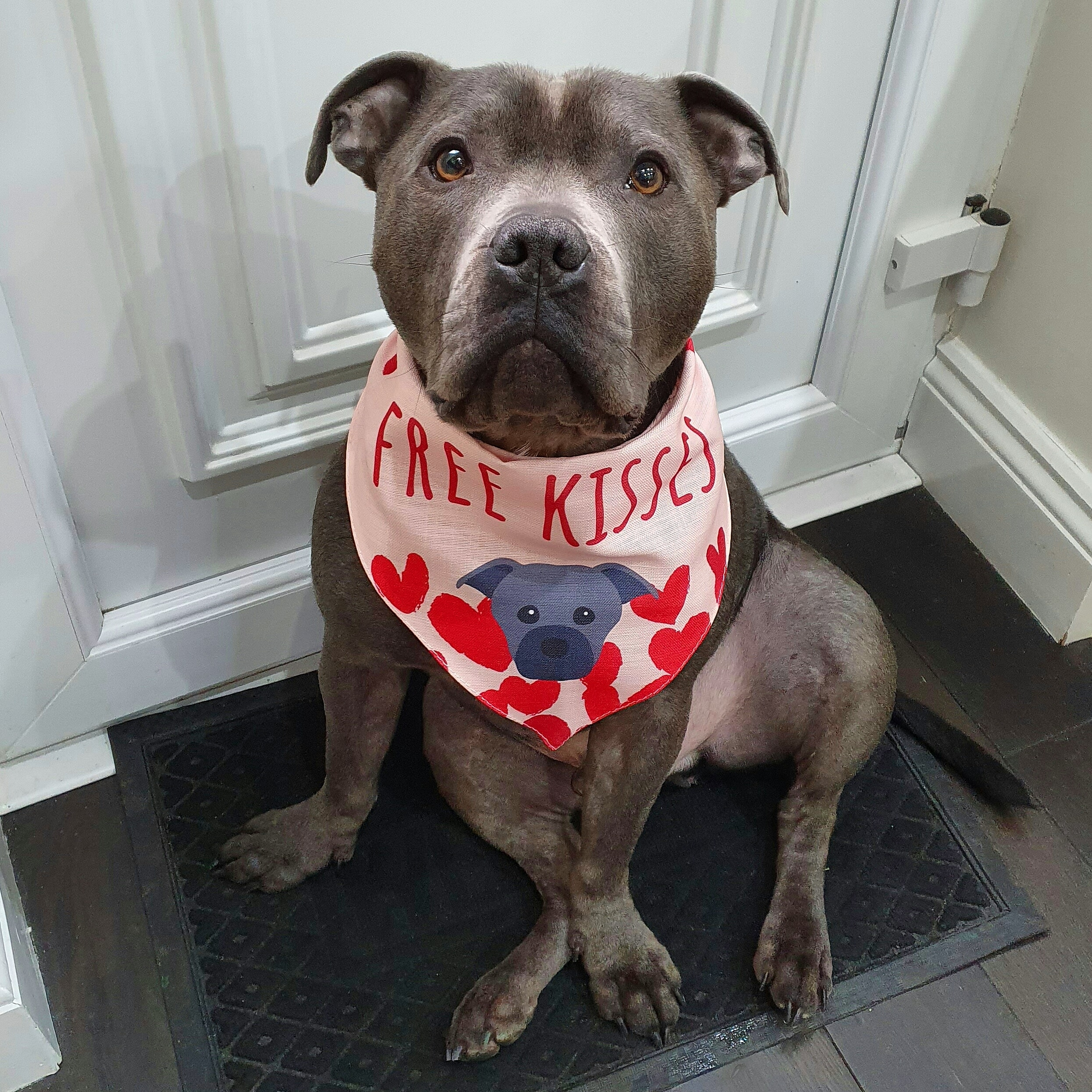 Customer photo of 'Free Kisses' - Personalized Cavapoo Bandana