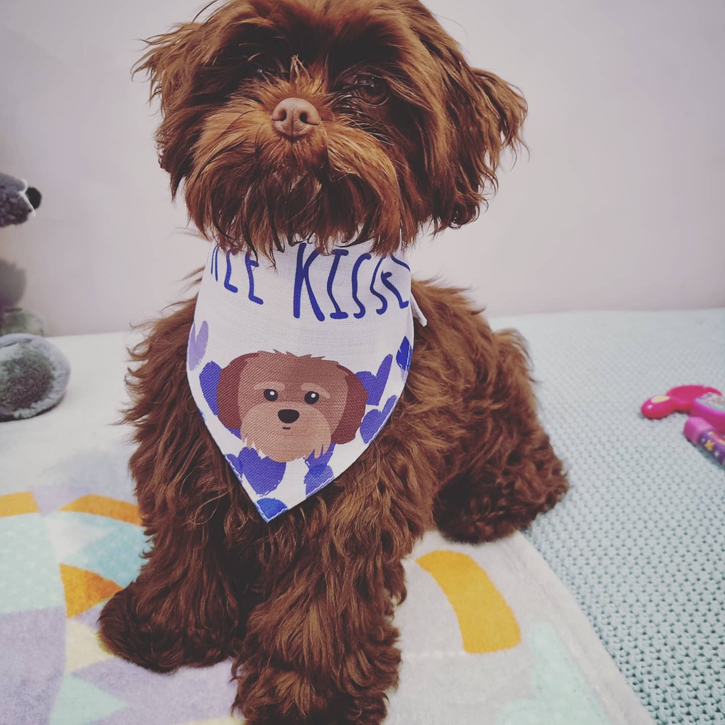 Customer photo of 'Free Kisses' - Personalized Cavapoo Bandana