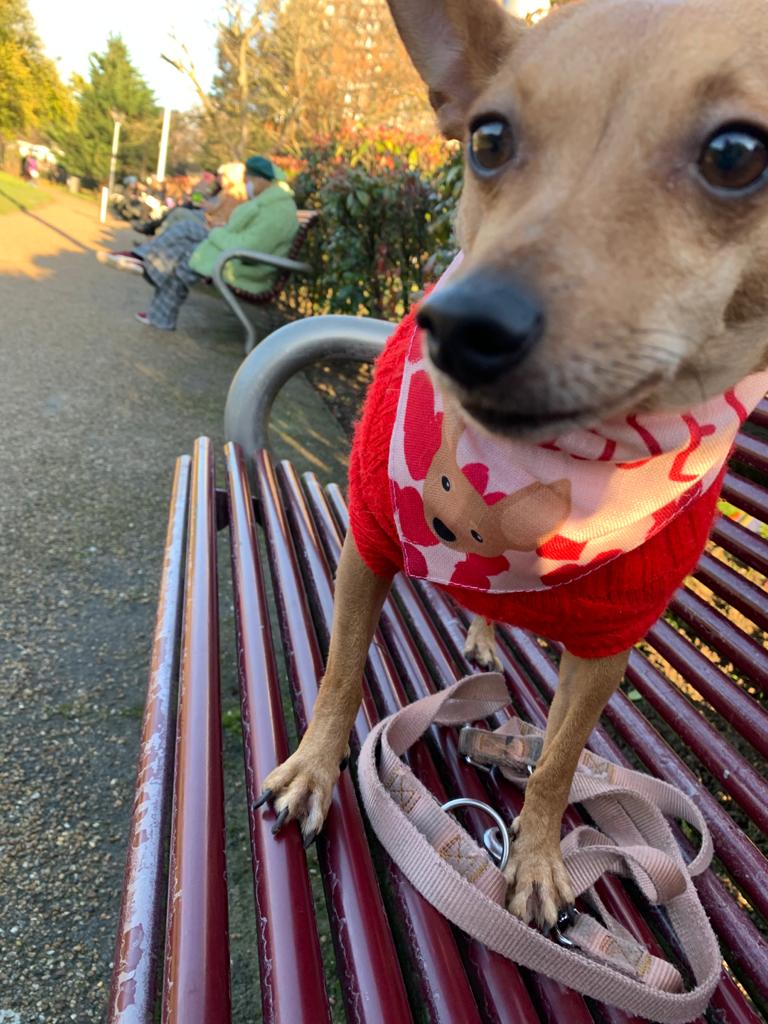 Customer photo of 'Free Kisses' - Personalized Cavapoo Bandana