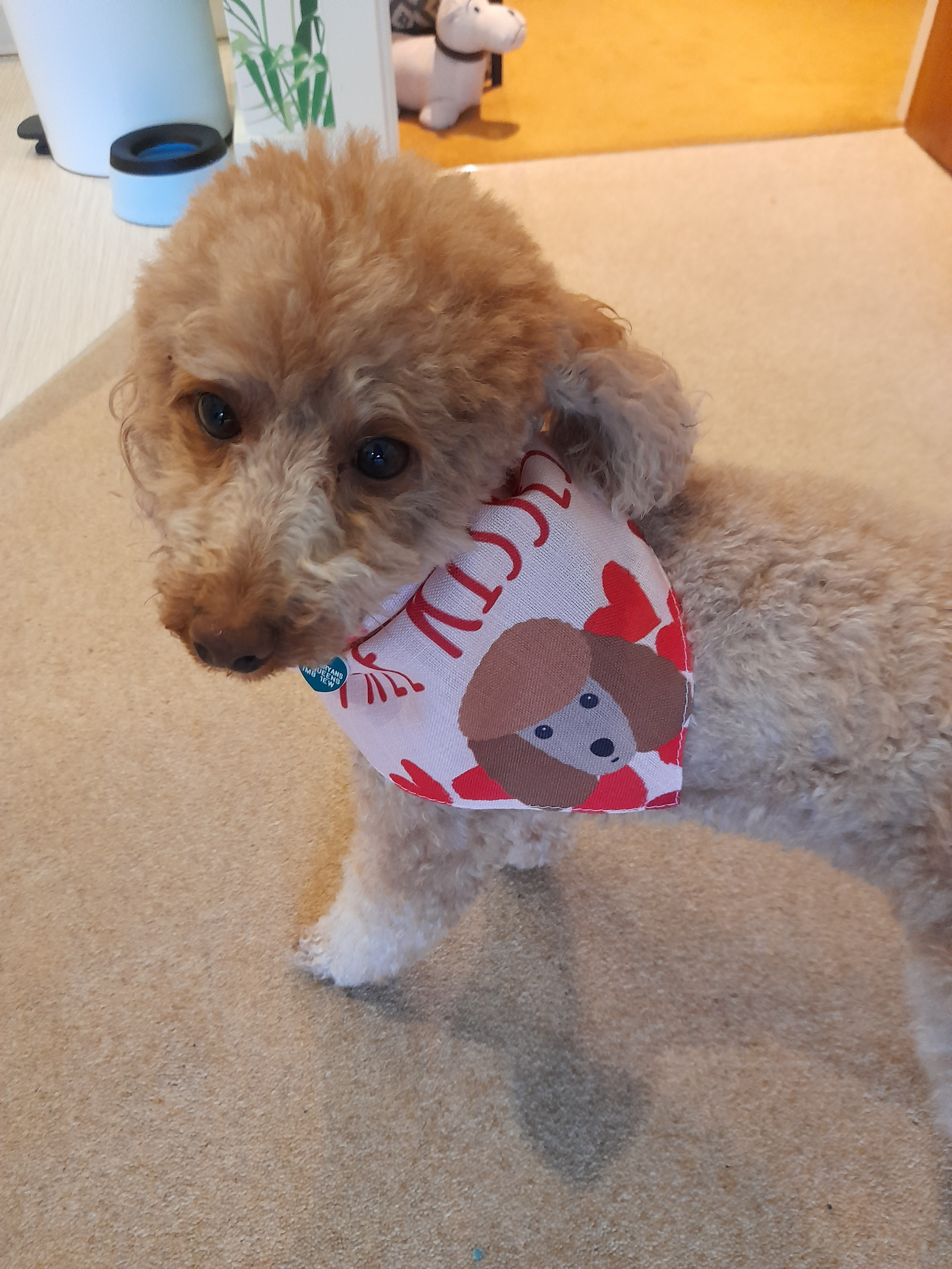 Customer photo of 'Free Kisses' - Personalized Cavapoo Bandana