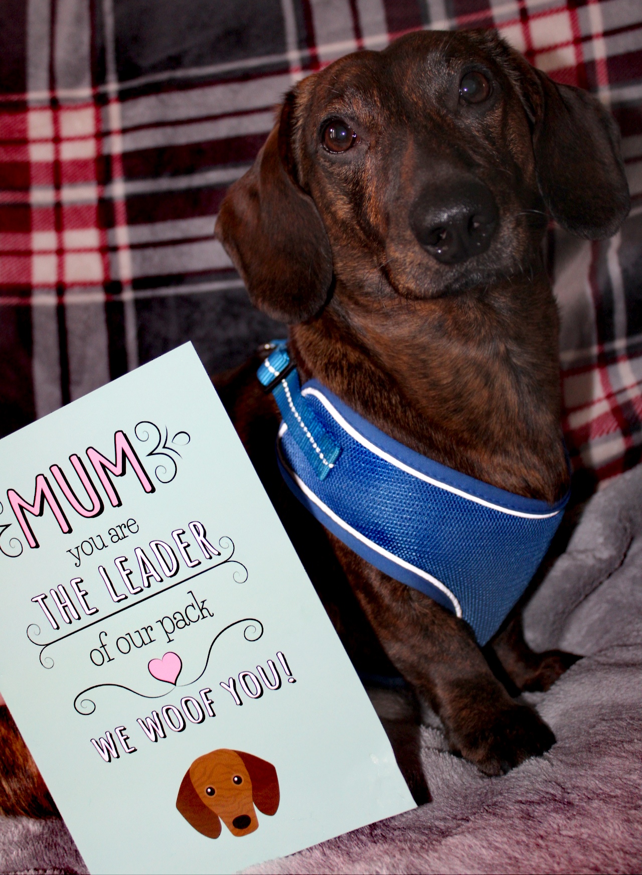 Customer photo of 'The Leader Of Our Pack' - Personalised Dog Mother's Day Card