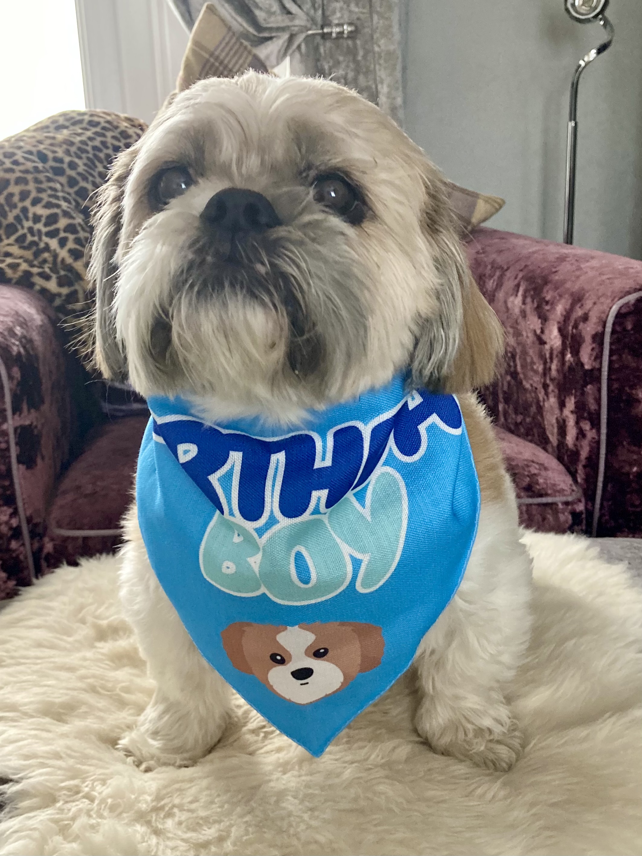 Customer photo of 'Birthday Boy' - Personalized Lhasapoo Bandana