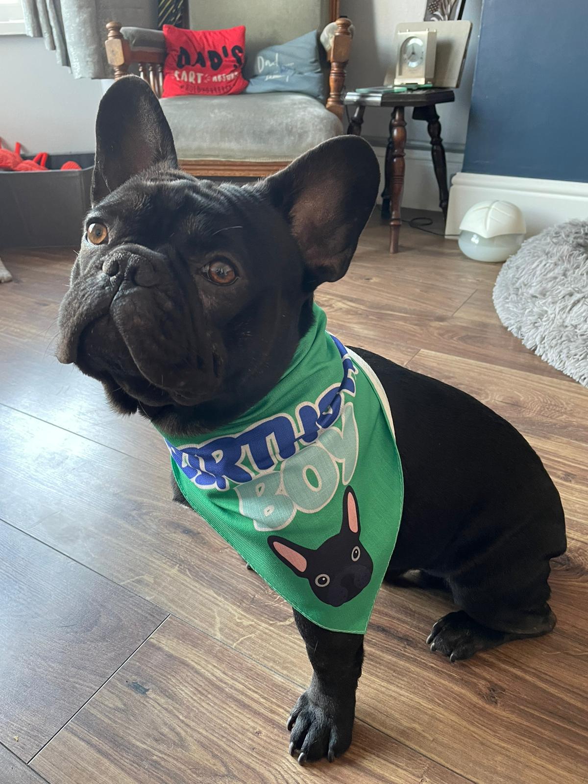 Customer photo of 'Birthday Boy' - Personalized Lhasapoo Bandana