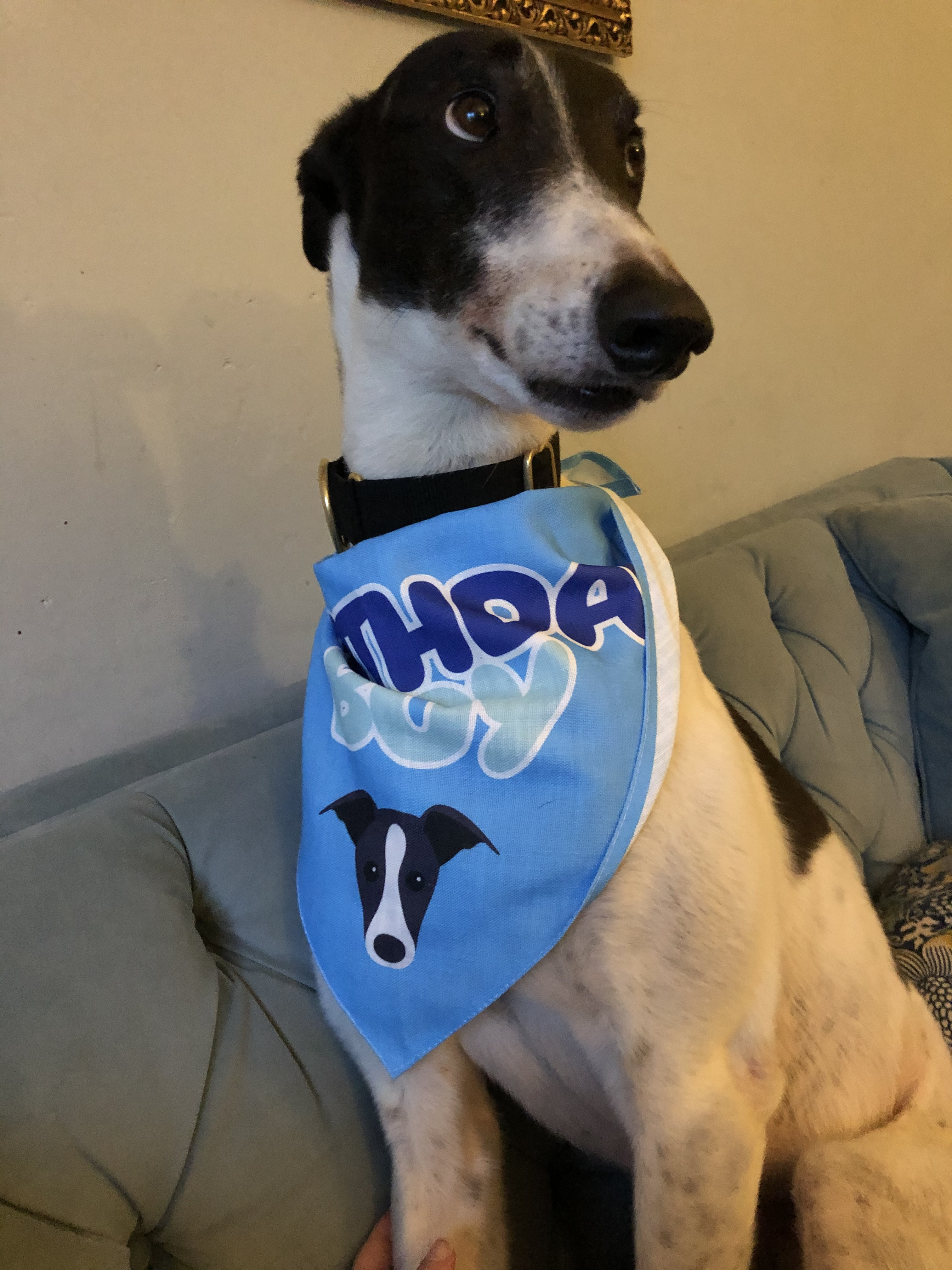 Customer photo of 'Birthday Boy' - Personalized Lhasapoo Bandana