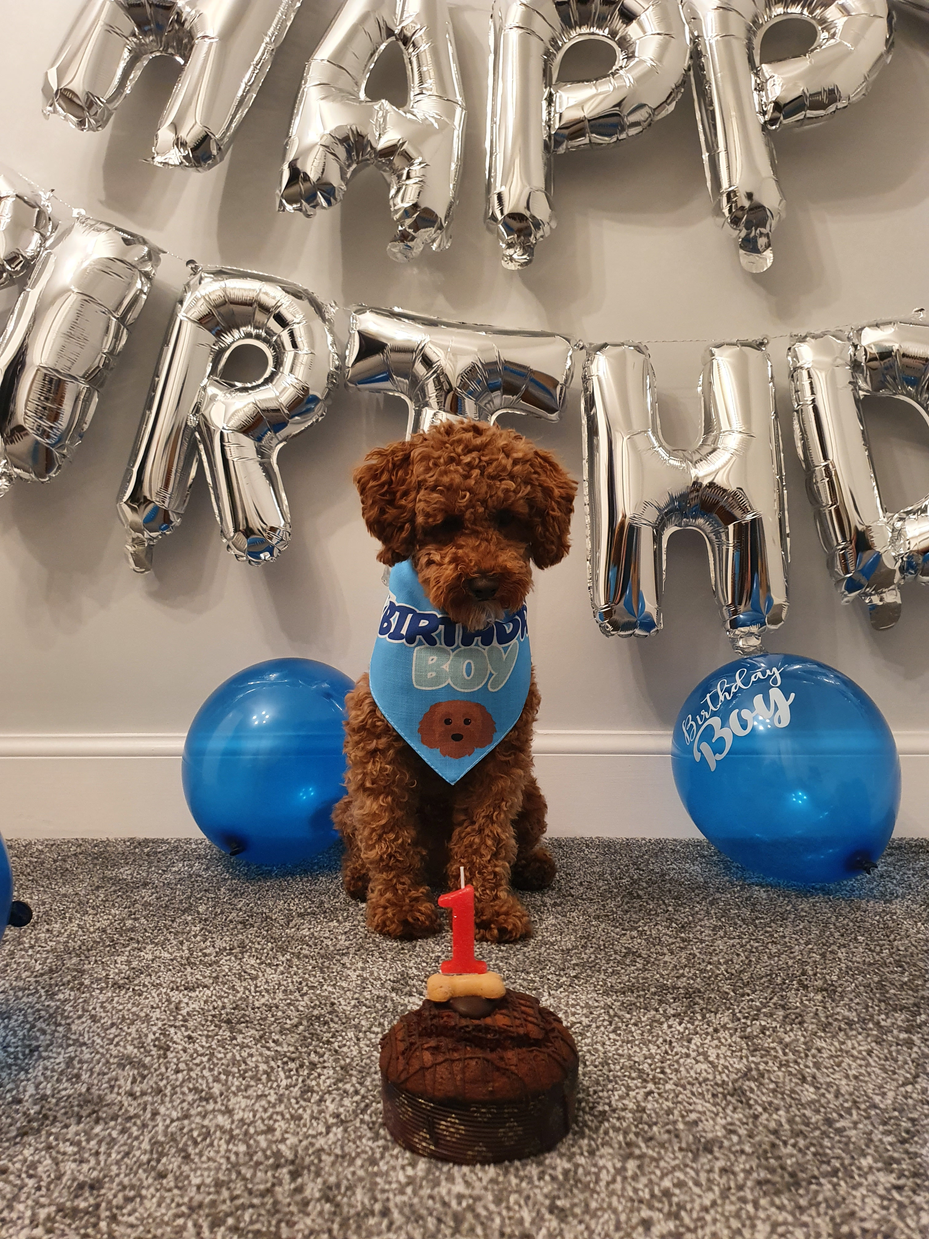 Customer photo of 'Birthday Boy' - Personalized Lhasapoo Bandana