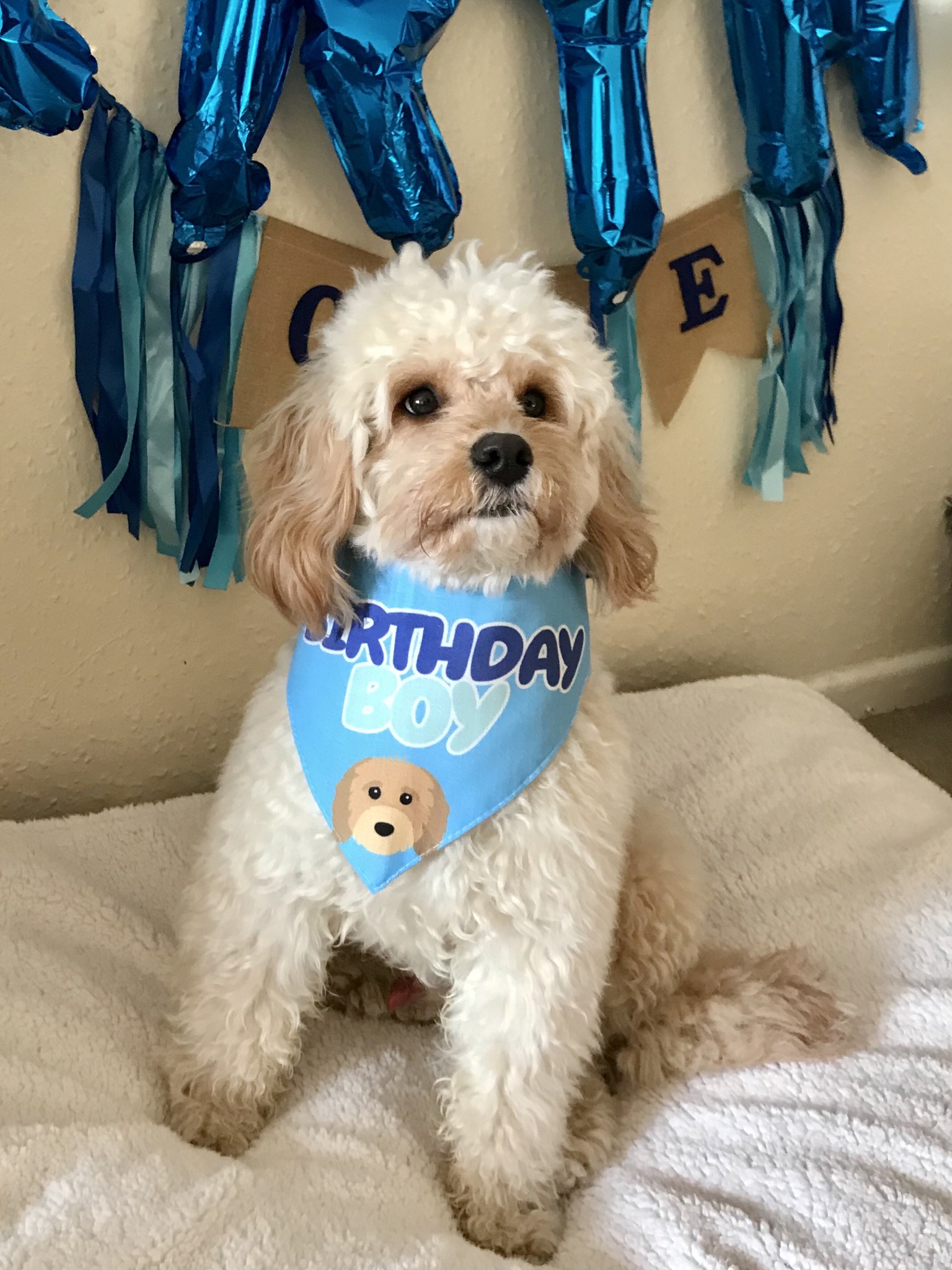 Customer photo of 'Birthday Boy' - Personalized Lhasapoo Bandana