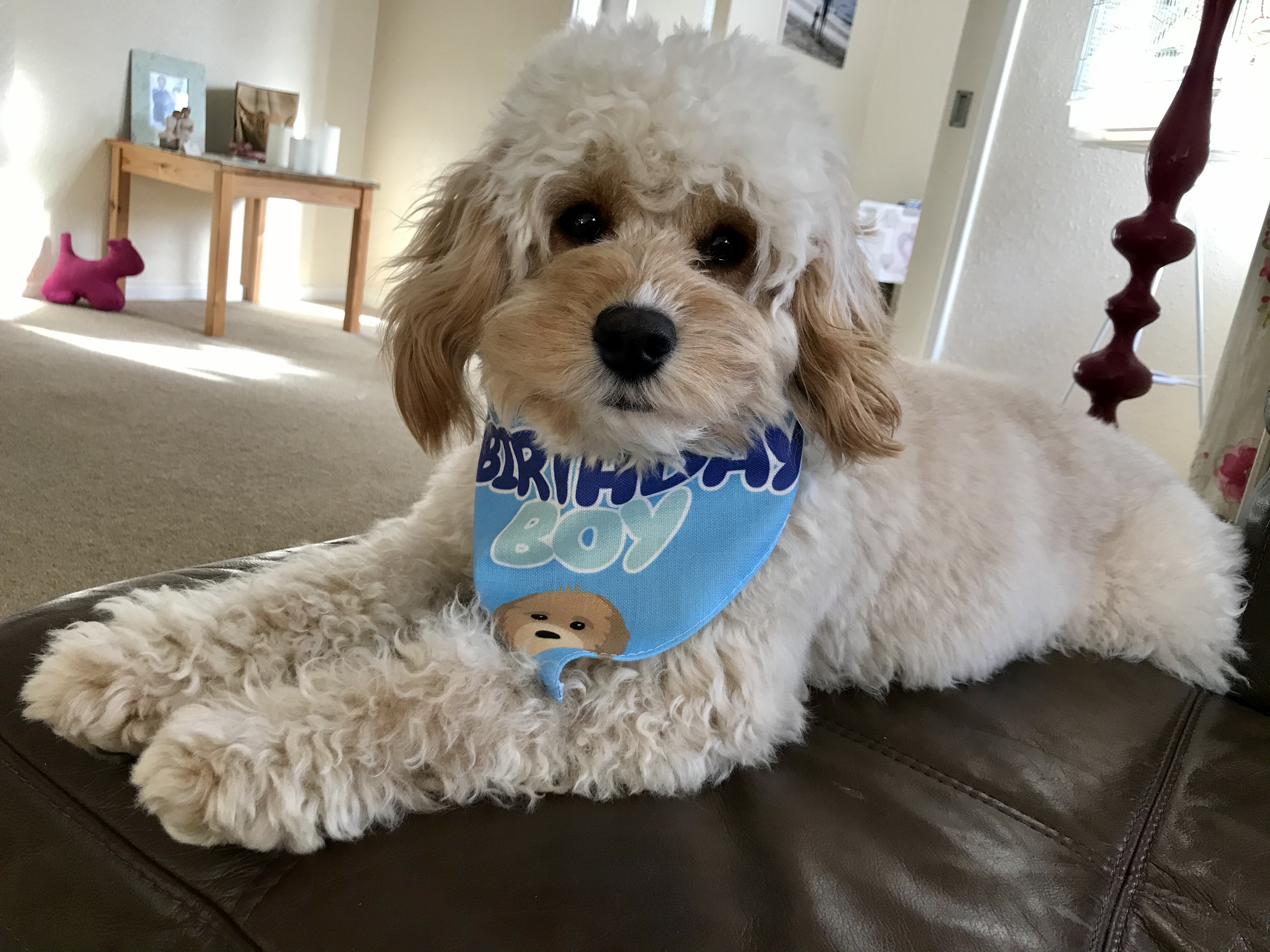 Customer photo of 'Birthday Boy' - Personalized Lhasapoo Bandana