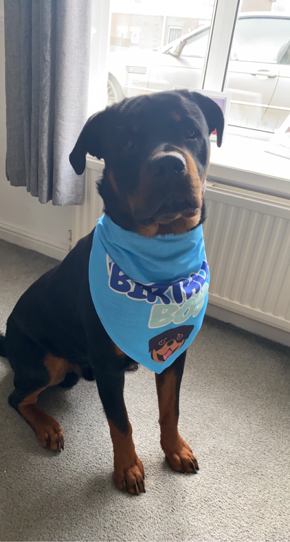 Customer photo of 'Birthday Boy' - Personalized Lhasapoo Bandana
