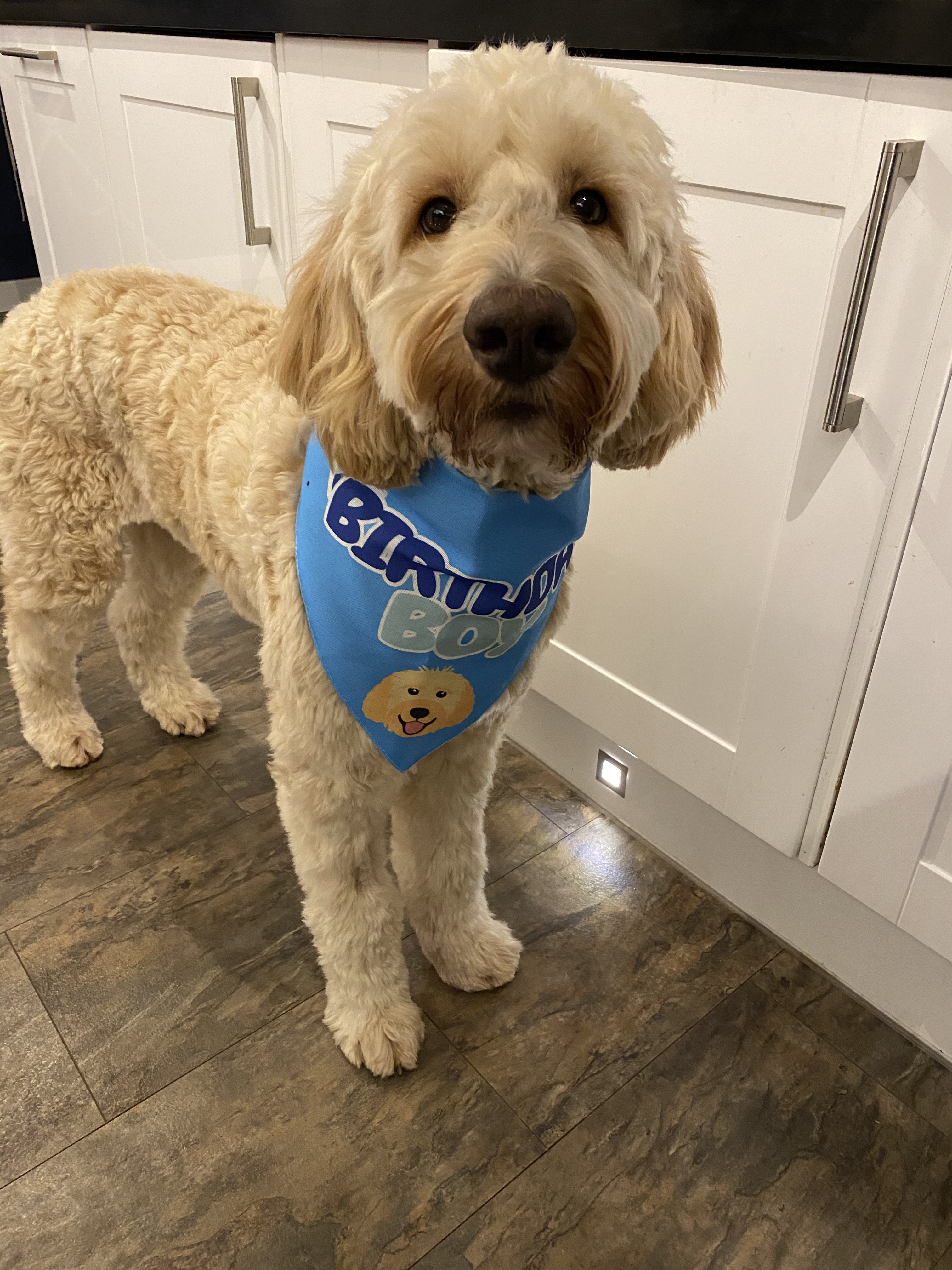 Customer photo of 'Birthday Boy' - Personalized Lhasapoo Bandana