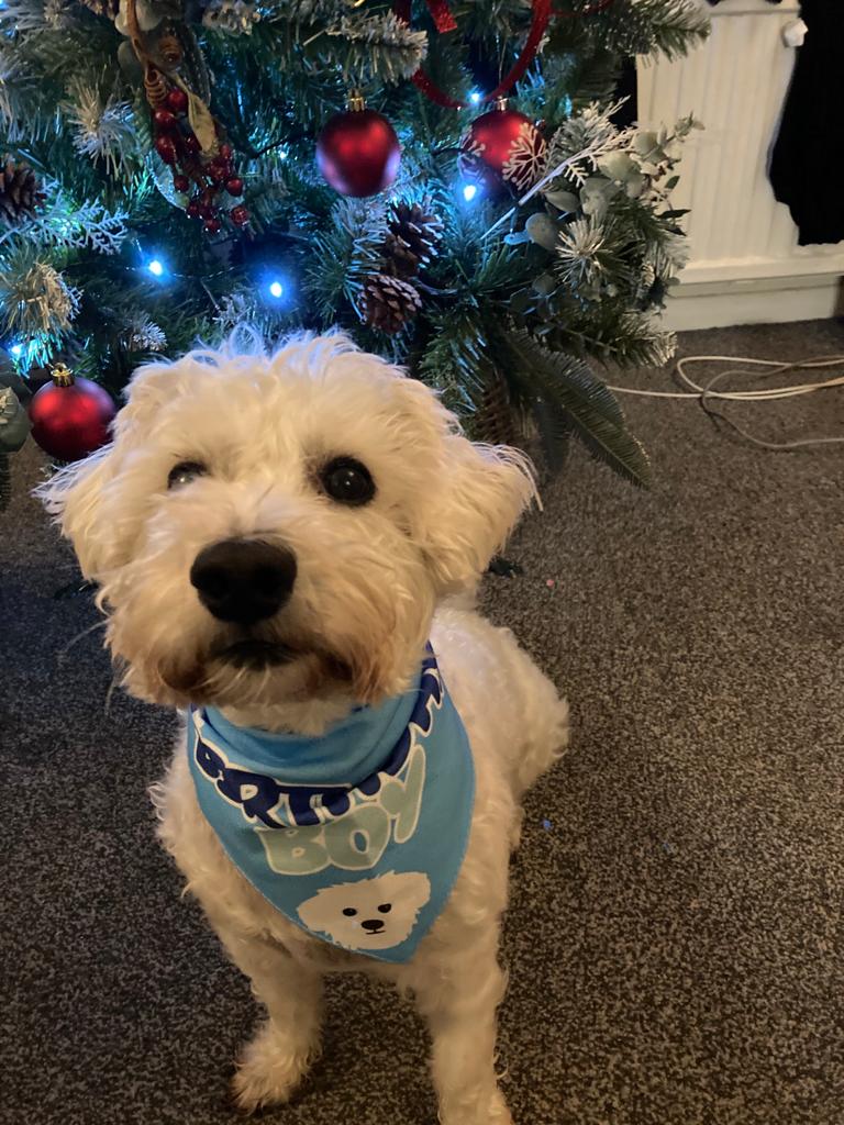 Customer photo of 'Birthday Boy' - Personalized Lhasapoo Bandana