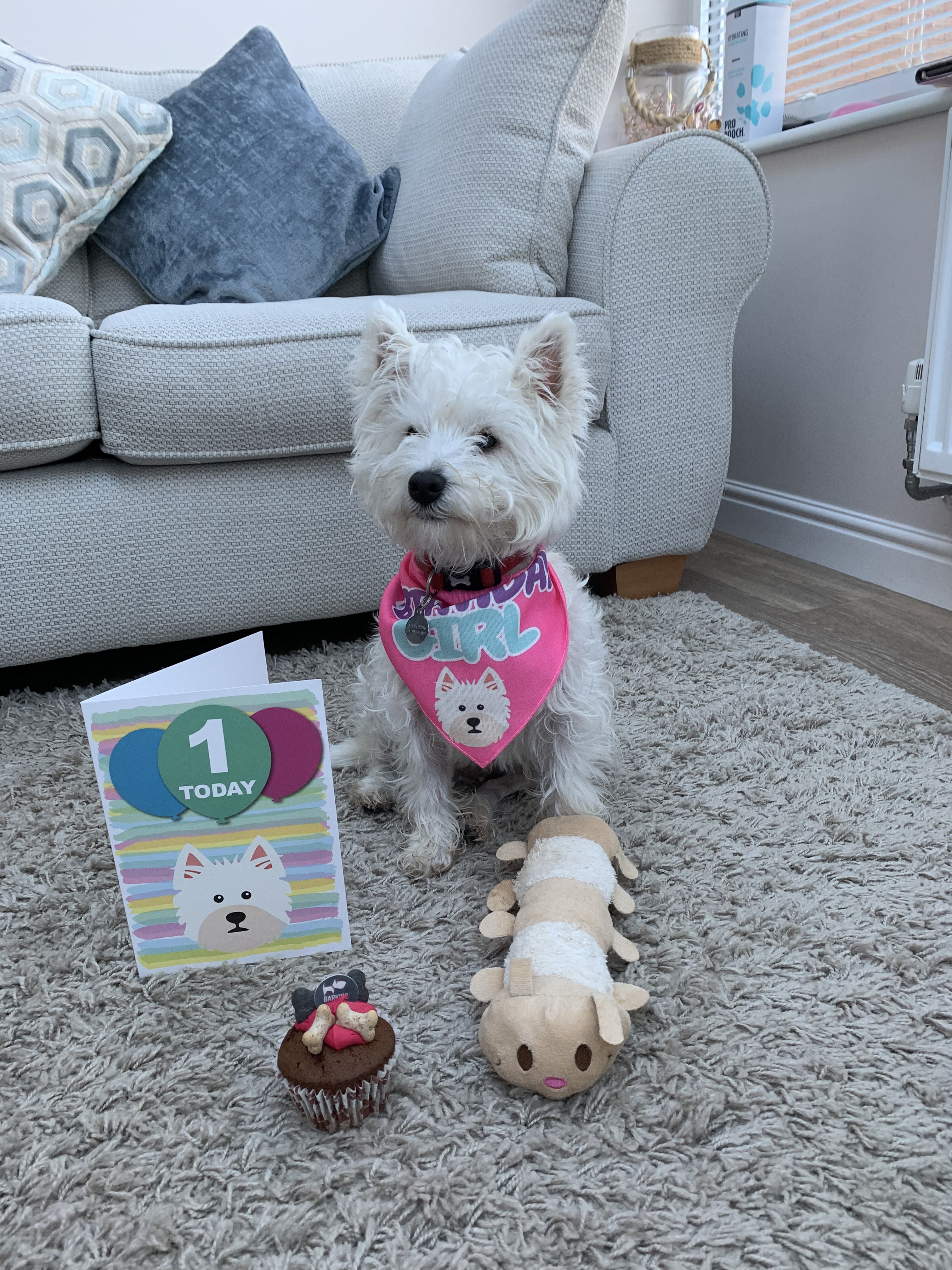 Customer photo of 'Birthday Girl' - Personalized Lhasapoo Bandana