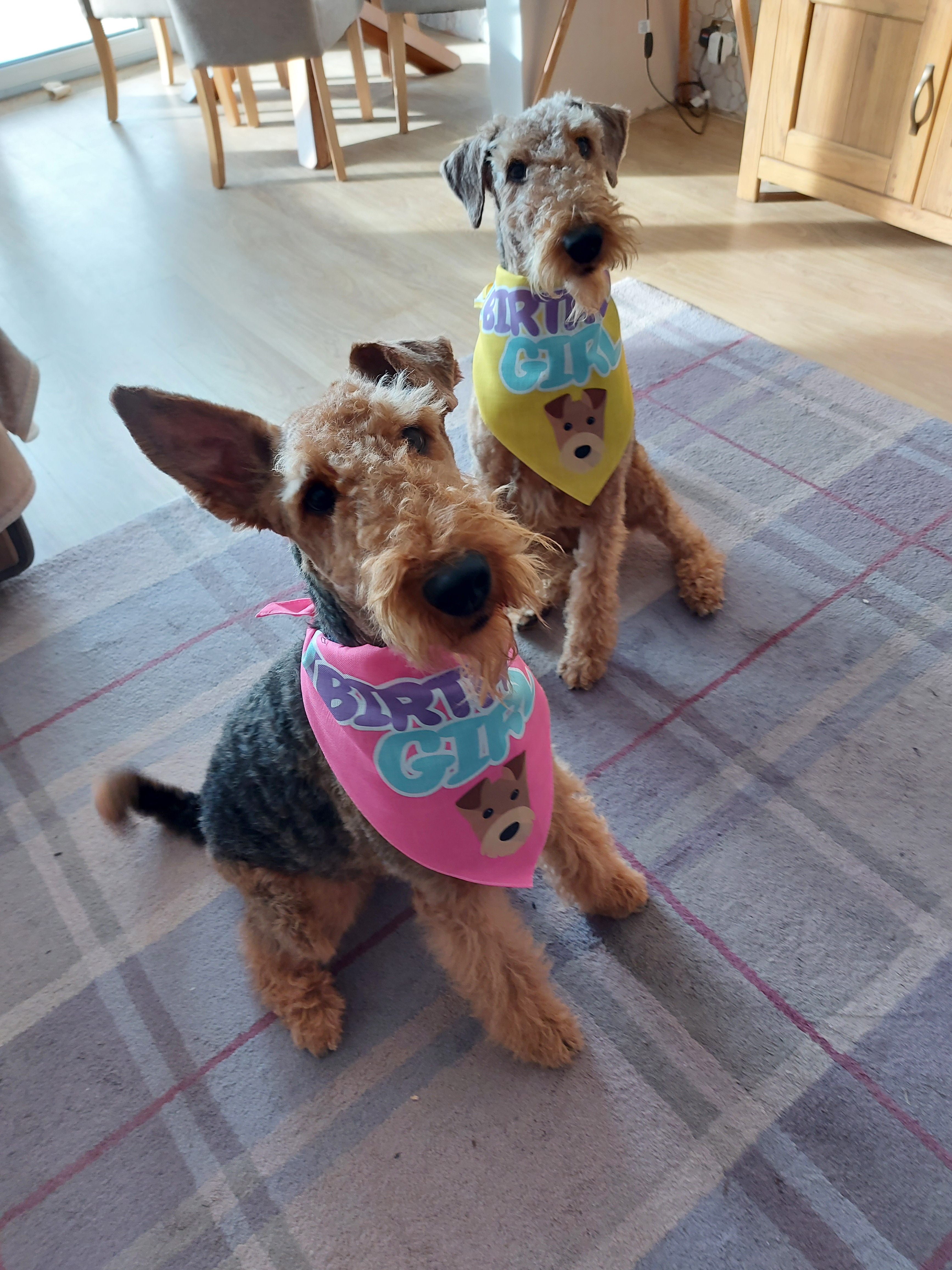 Customer photo of 'Birthday Girl' - Personalized Lhasapoo Bandana