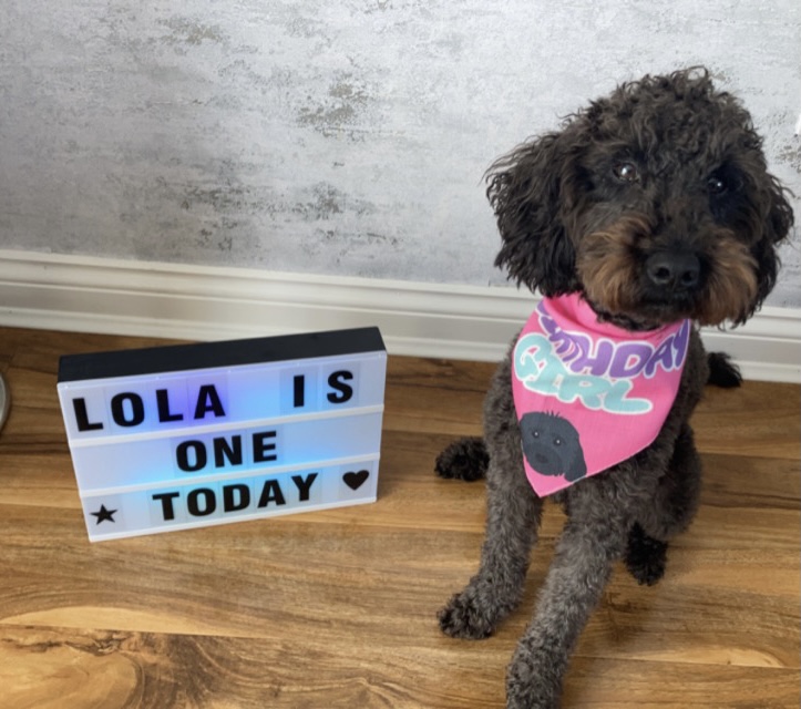 Customer photo of 'Birthday Girl' - Personalized Lhasapoo Bandana