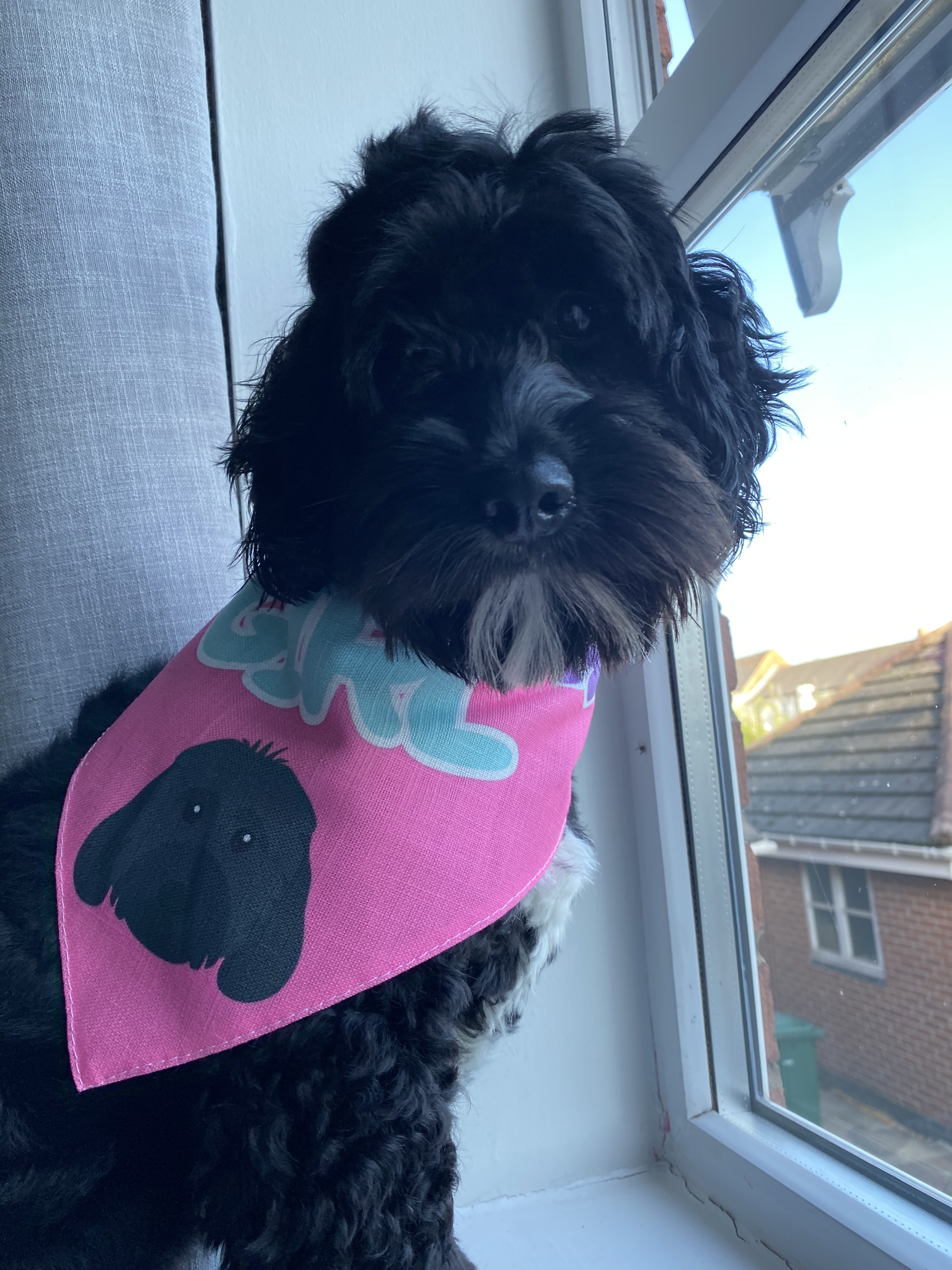 Customer photo of 'Birthday Girl' - Personalized Lhasapoo Bandana