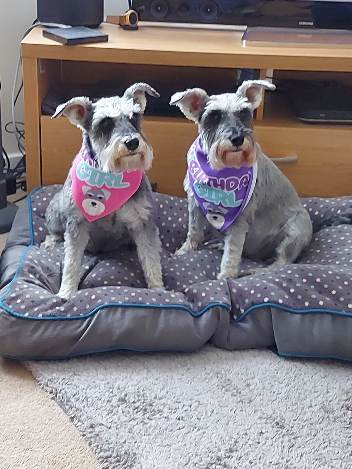 Customer photo of 'Birthday Girl' - Personalized Lhasapoo Bandana