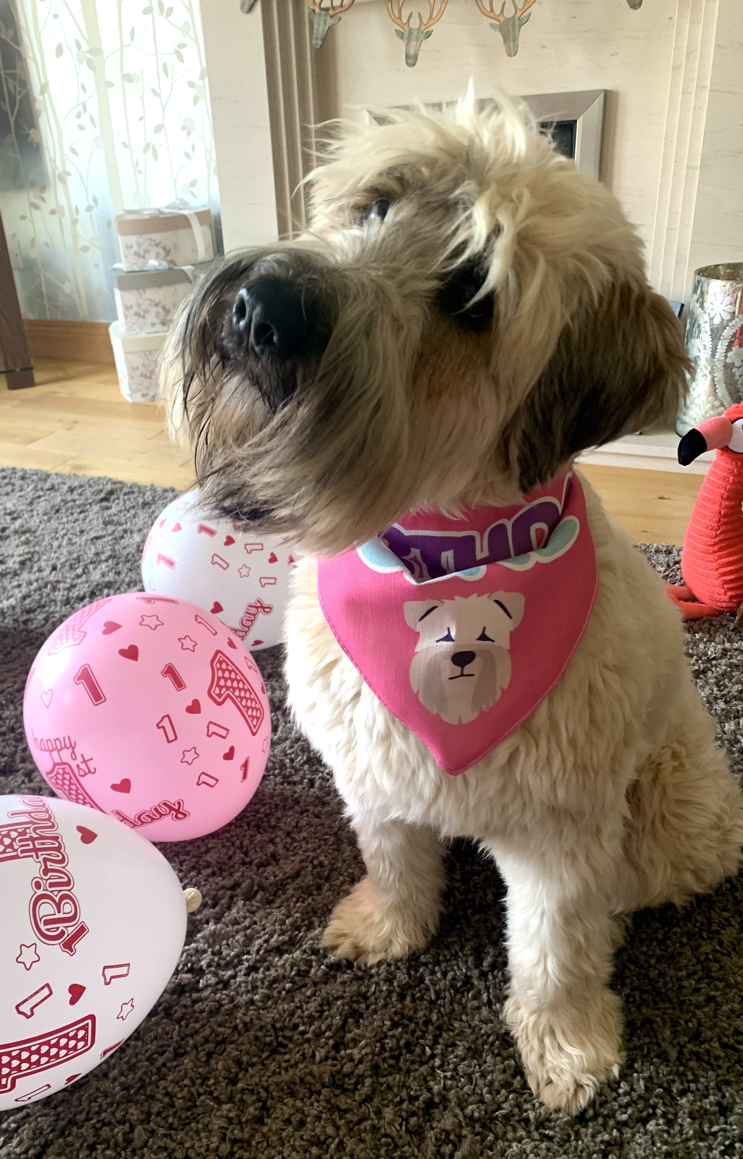Customer photo of 'Birthday Girl' - Personalized Lhasapoo Bandana