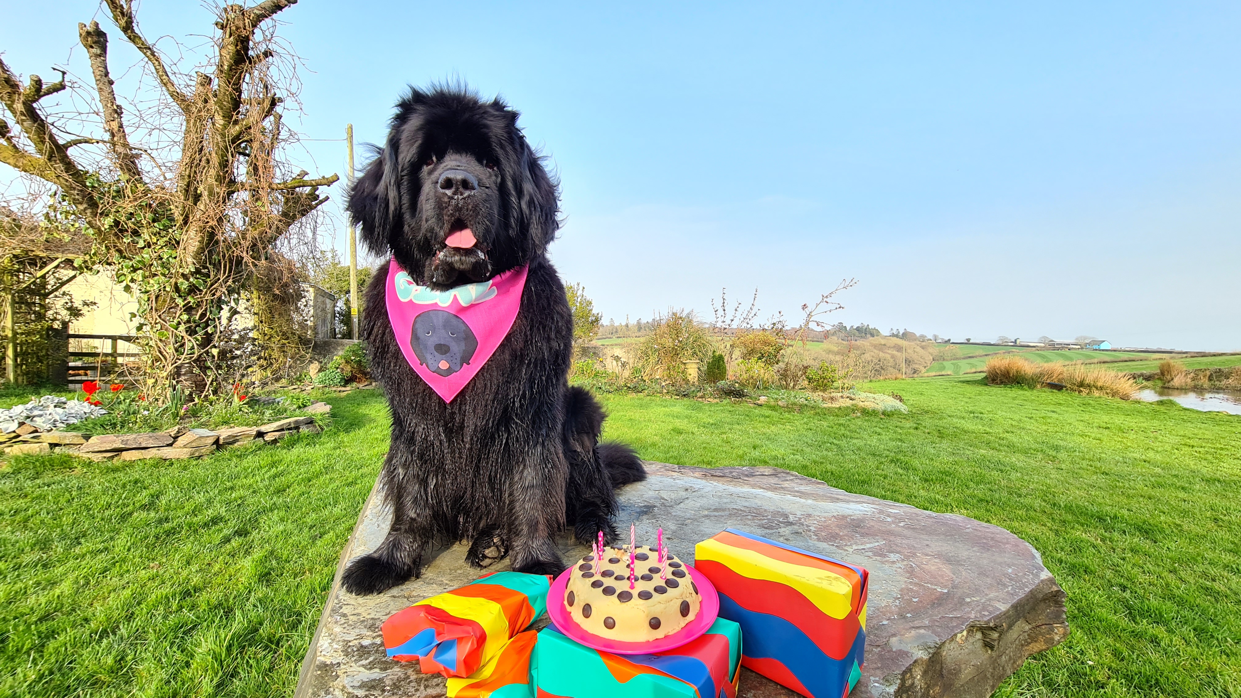 Customer photo of 'Birthday Girl' - Personalized Lhasapoo Bandana