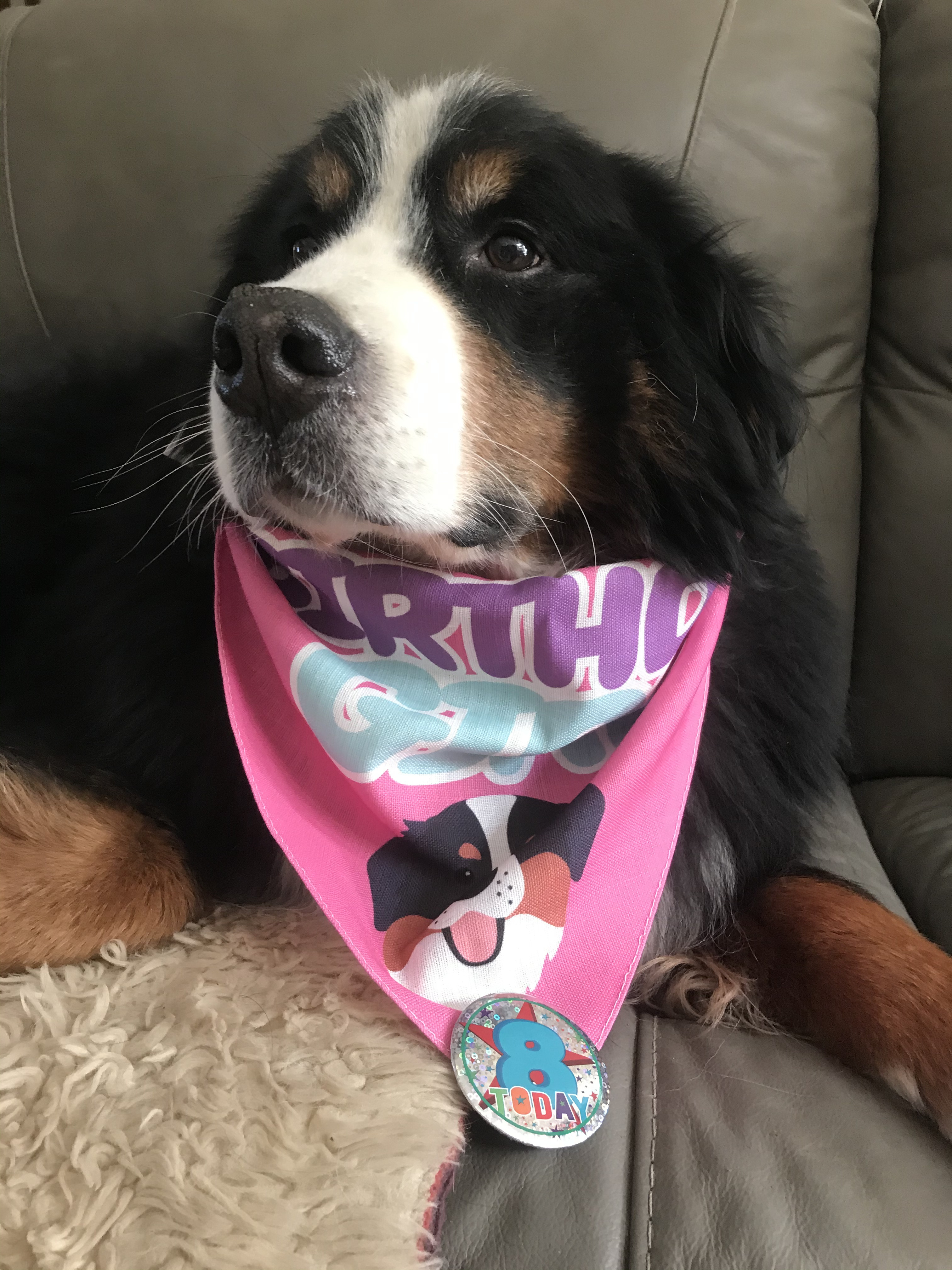 Customer photo of 'Birthday Girl' - Personalized Lhasapoo Bandana
