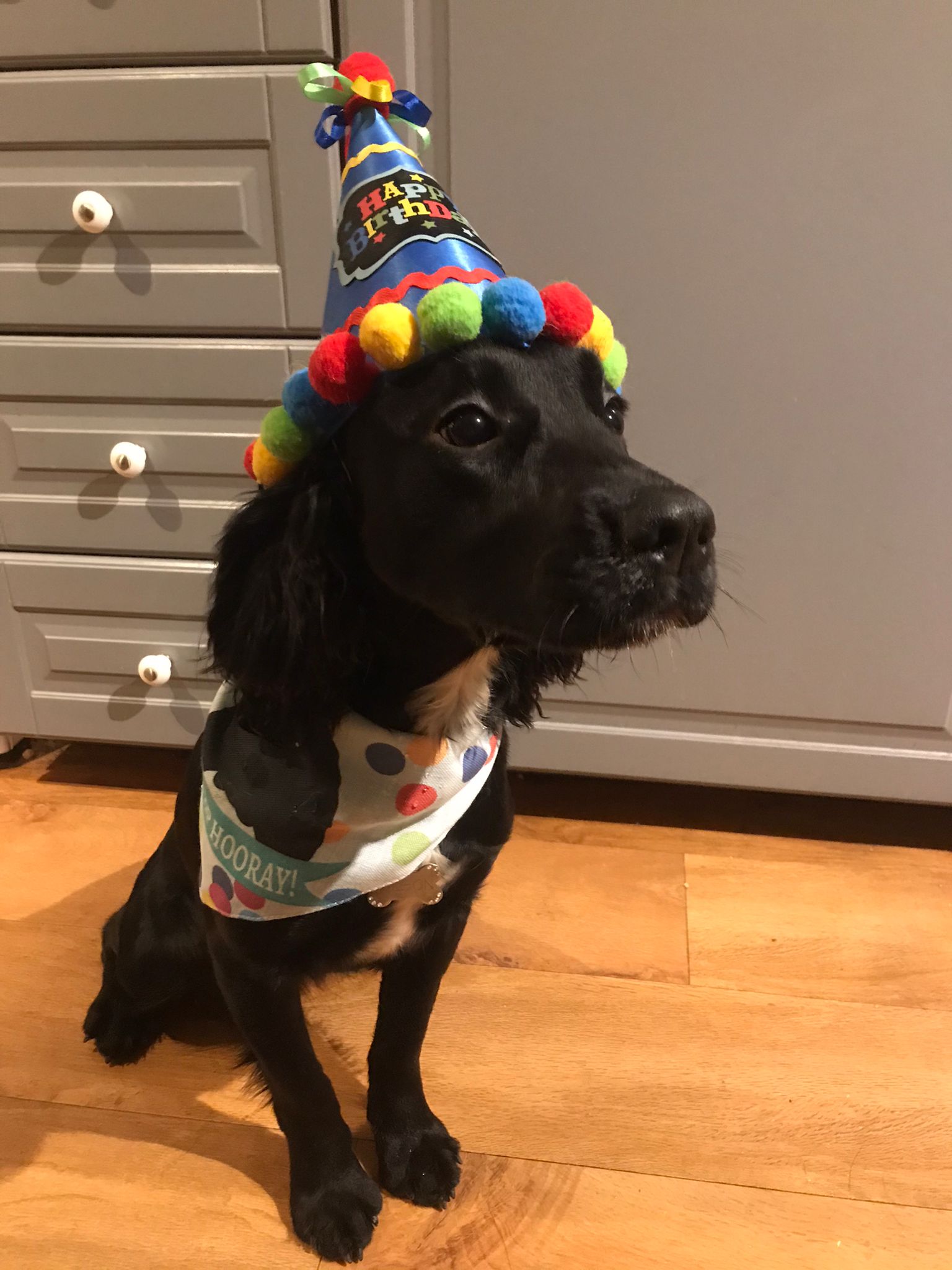 Customer photo of 'Hip-Hip Hooray!' - Personalized Plott Hound Bandana