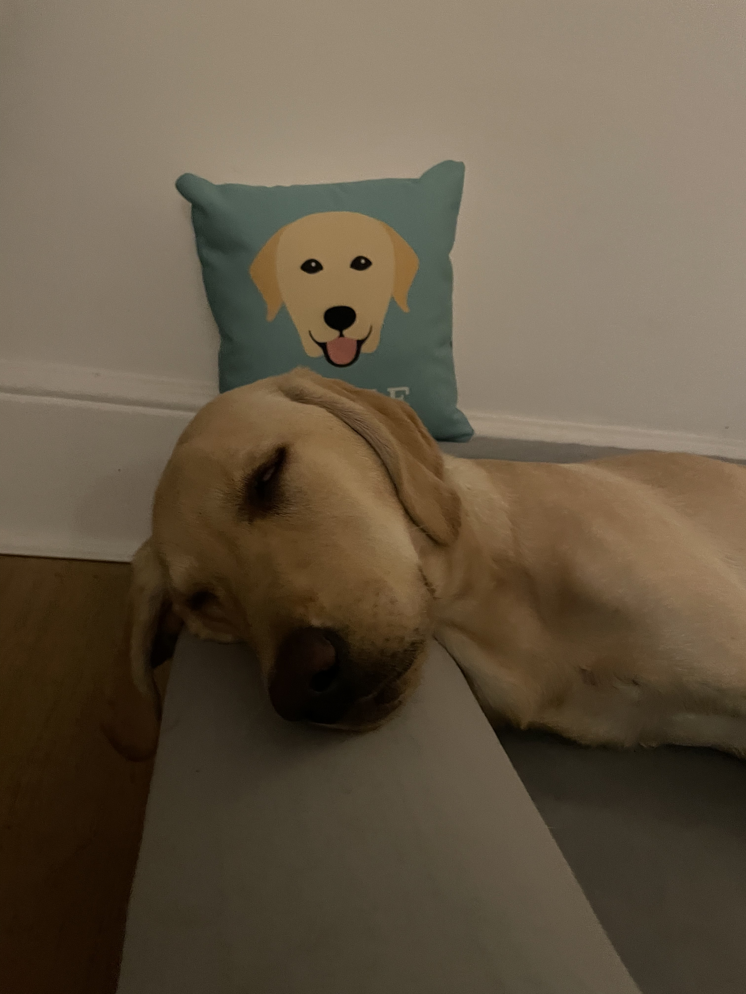 Customer photo of Lhasapoo's Icon: Personalized Lhasapoo Canvas Pillow