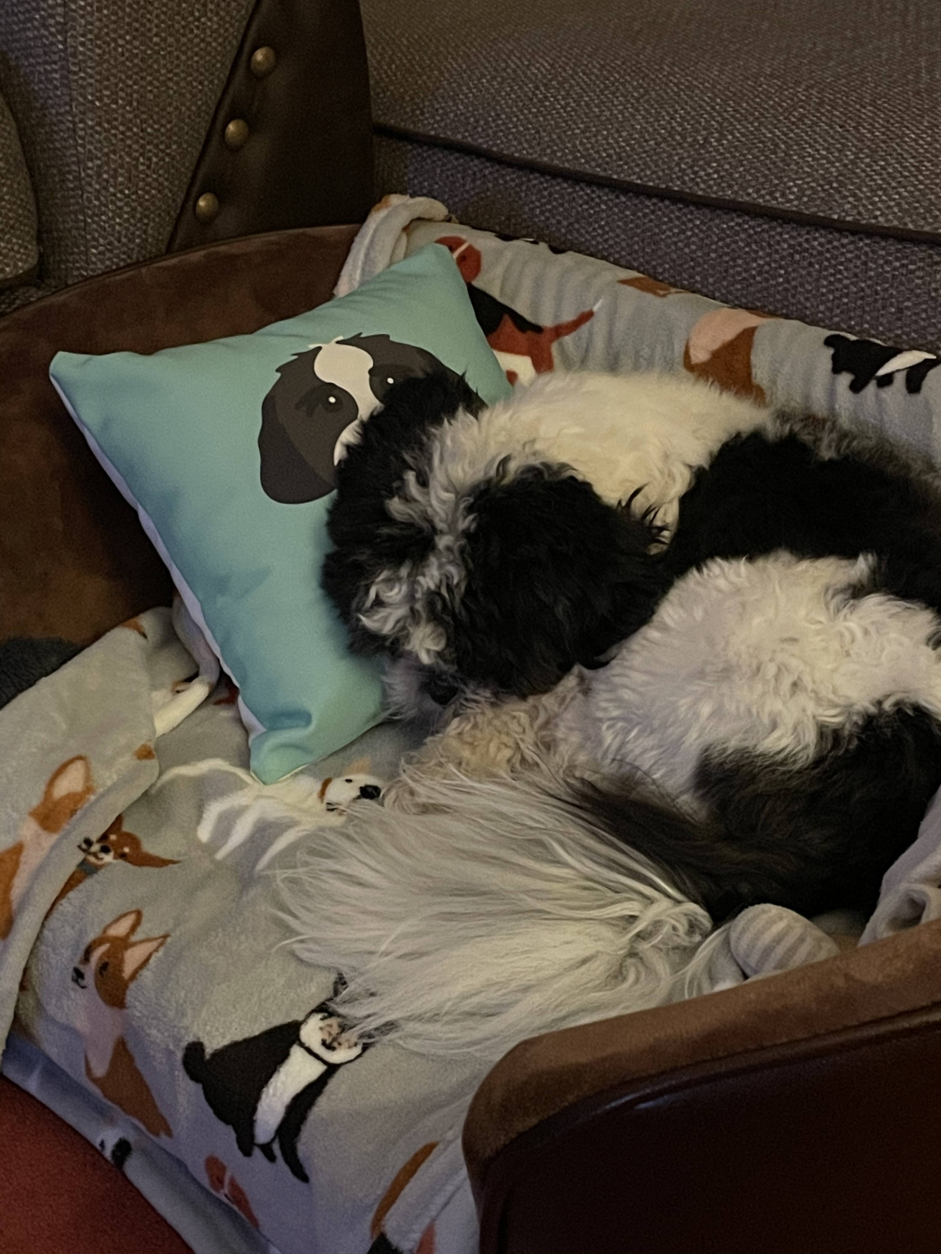 Customer photo of Lhasapoo's Icon: Personalized Lhasapoo Canvas Pillow