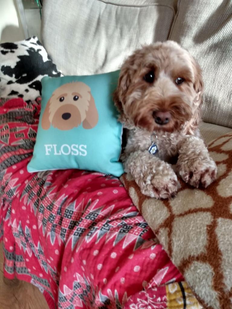 Customer photo of Lhasapoo's Icon: Personalized Lhasapoo Canvas Pillow