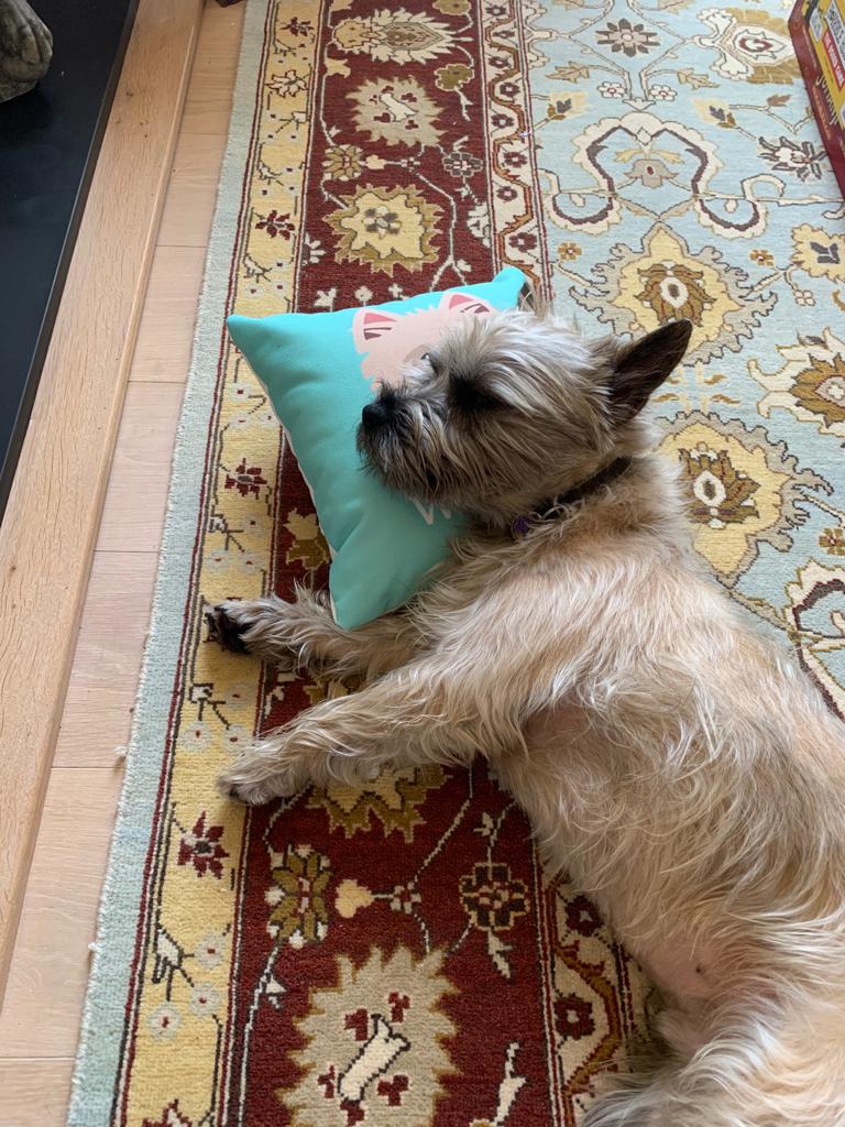 Customer photo of Lhasapoo's Icon: Personalized Lhasapoo Canvas Pillow