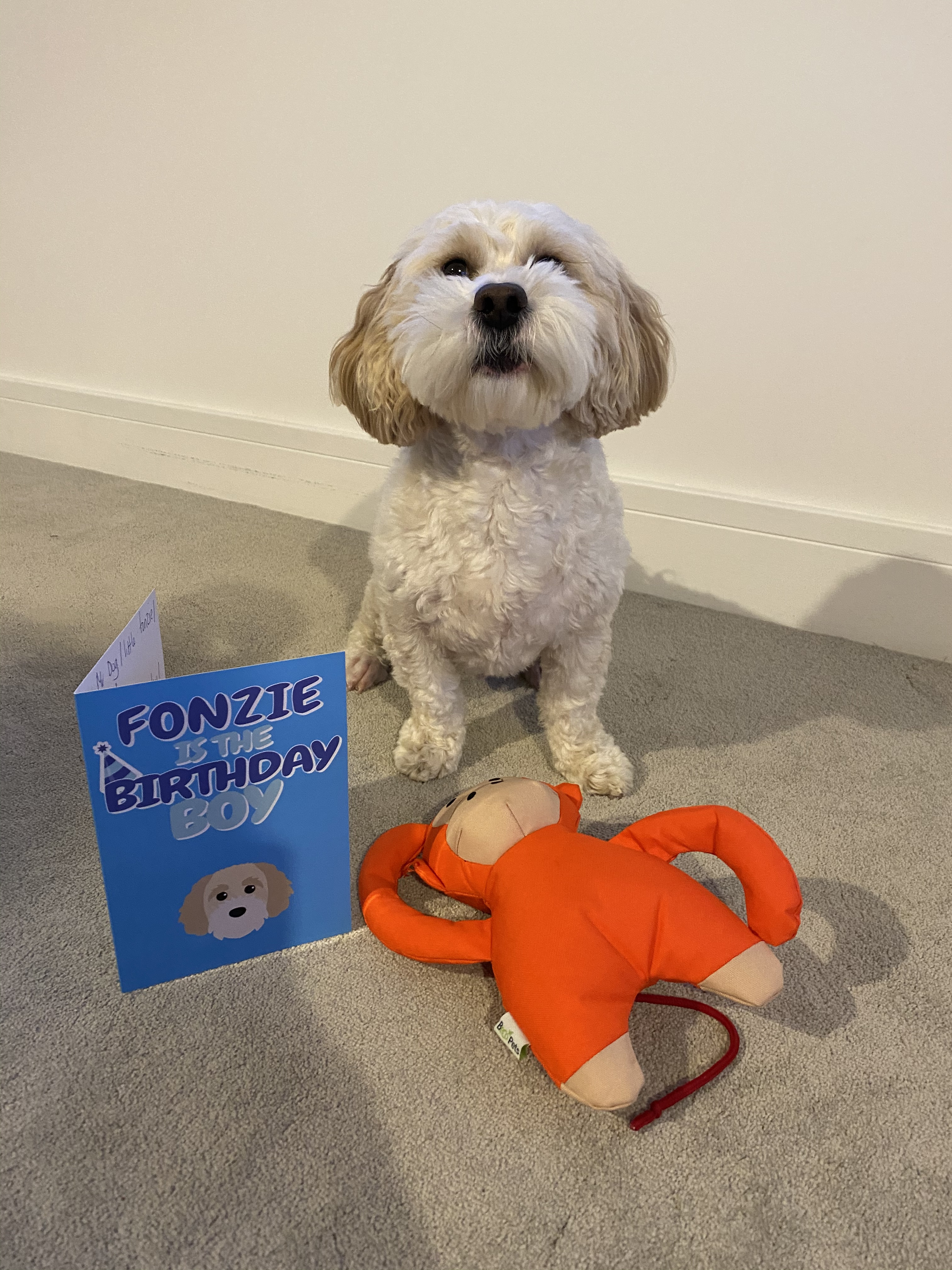 Customer photo of 'Birthday Boy' - Personalized Jack-A-Poo Card