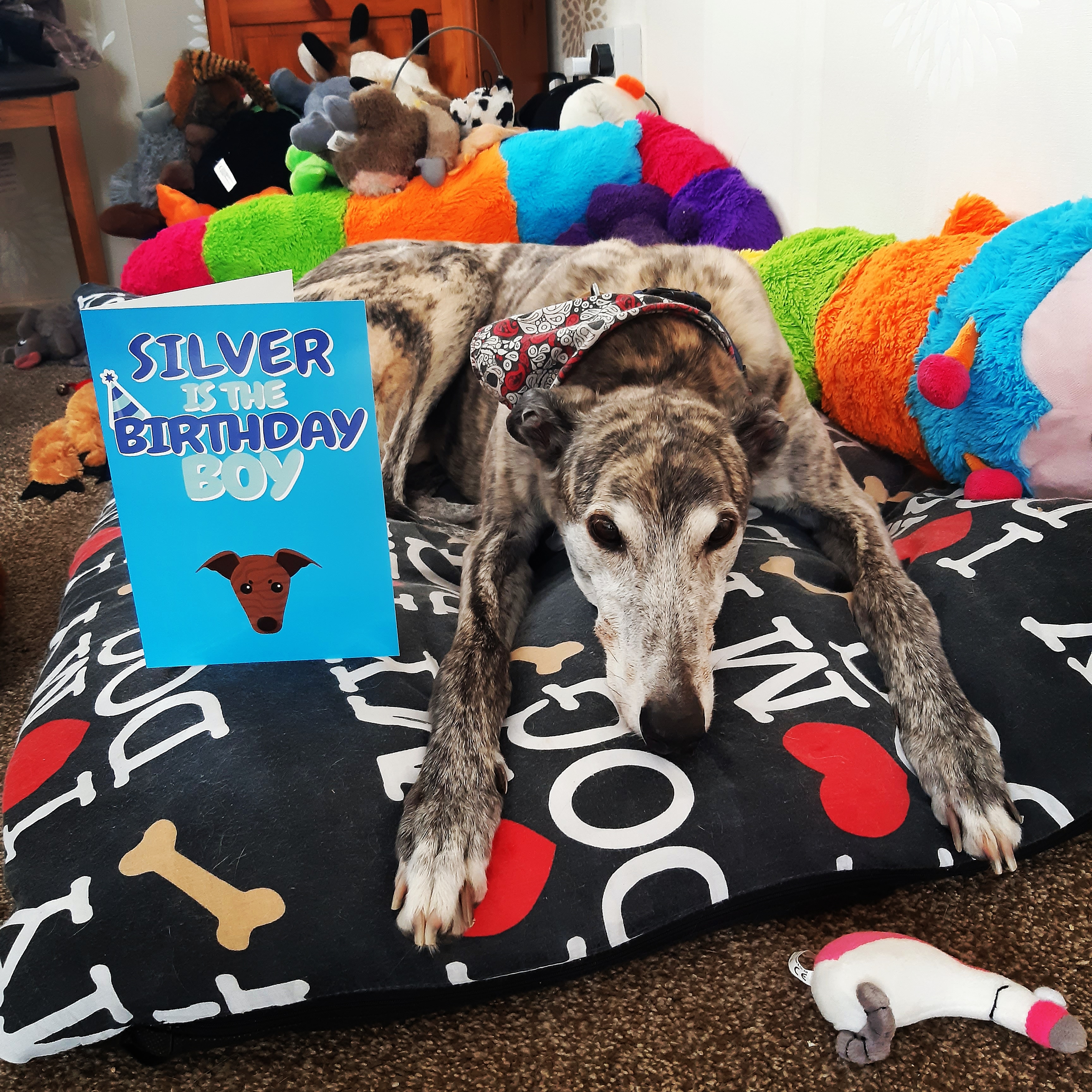 Customer photo of 'Birthday Boy' - Personalized Jack-A-Poo Card