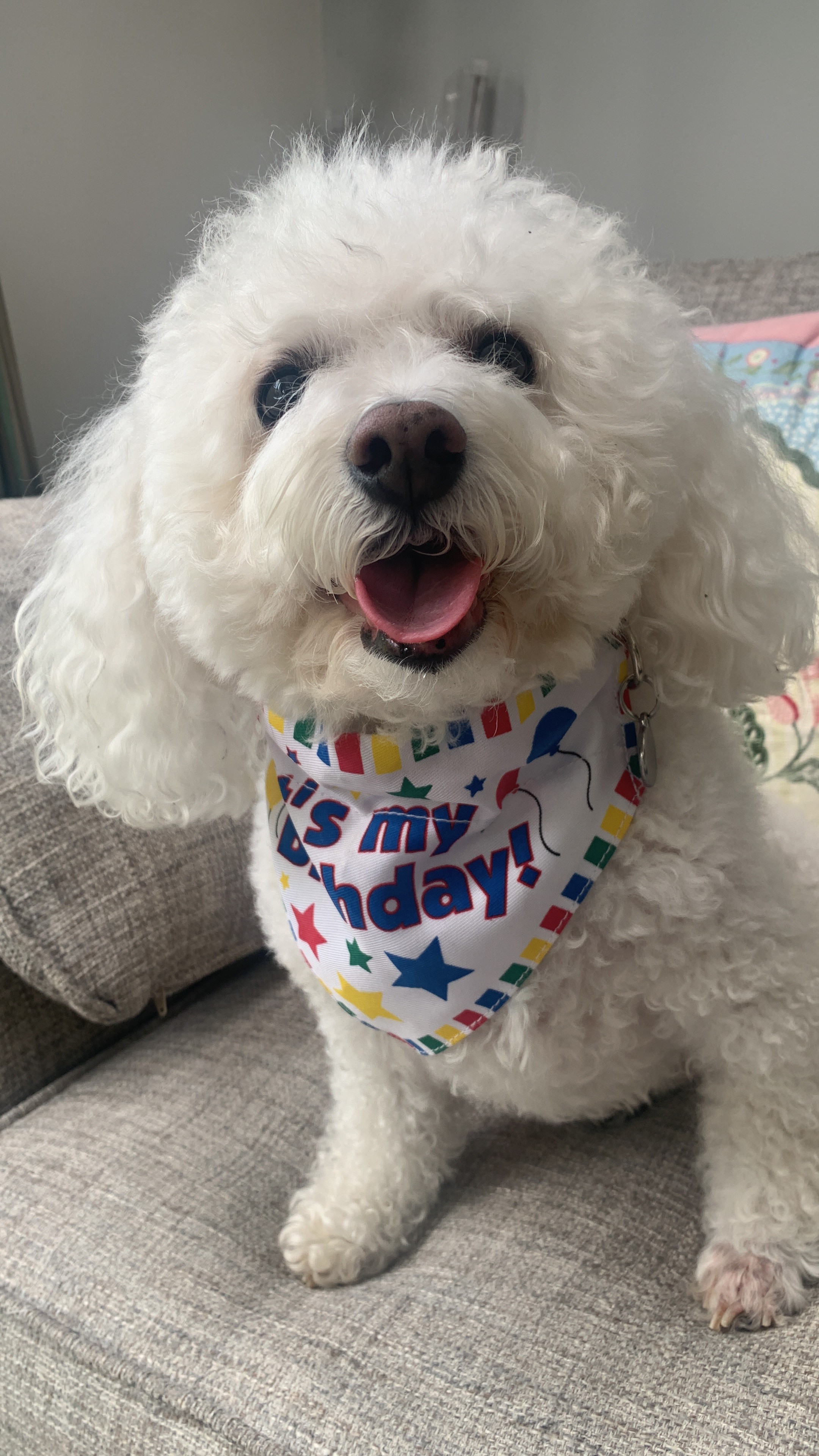 Customer photo of 'Birthday Boy' - Personalized Jack-A-Poo Card