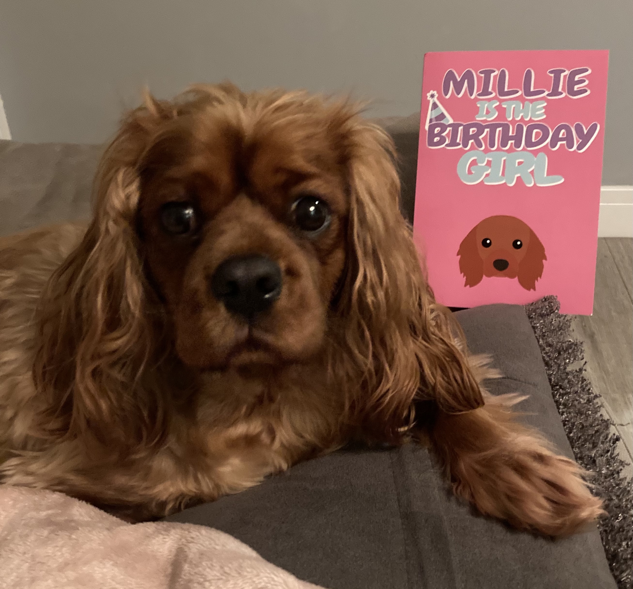 Customer photo of 'Birthday Girl' - Personalized Jack-A-Poo Card