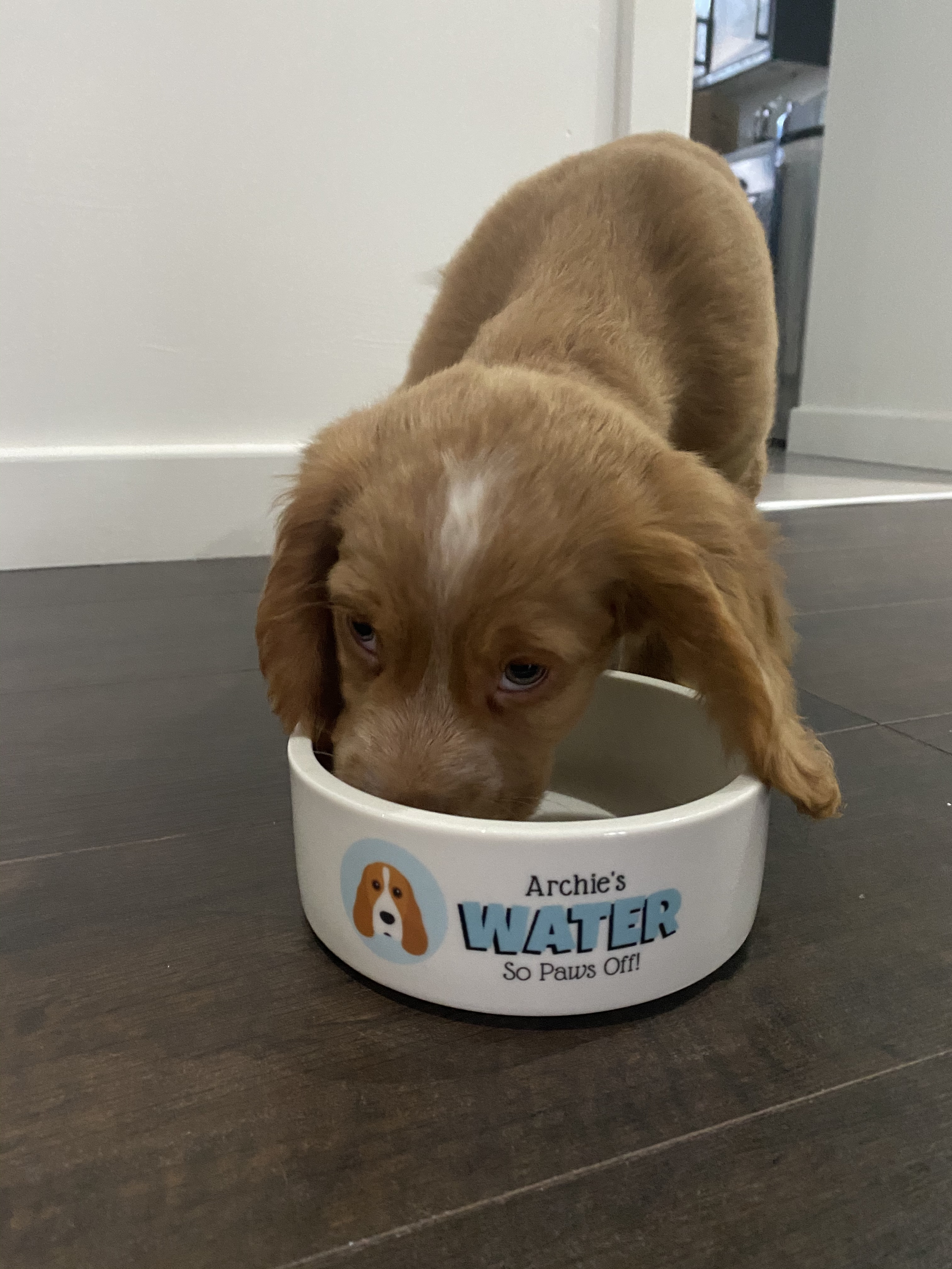 Customer photo of 'Plott Hound's Water' - Personalized Water Bowl for your Plott Hound