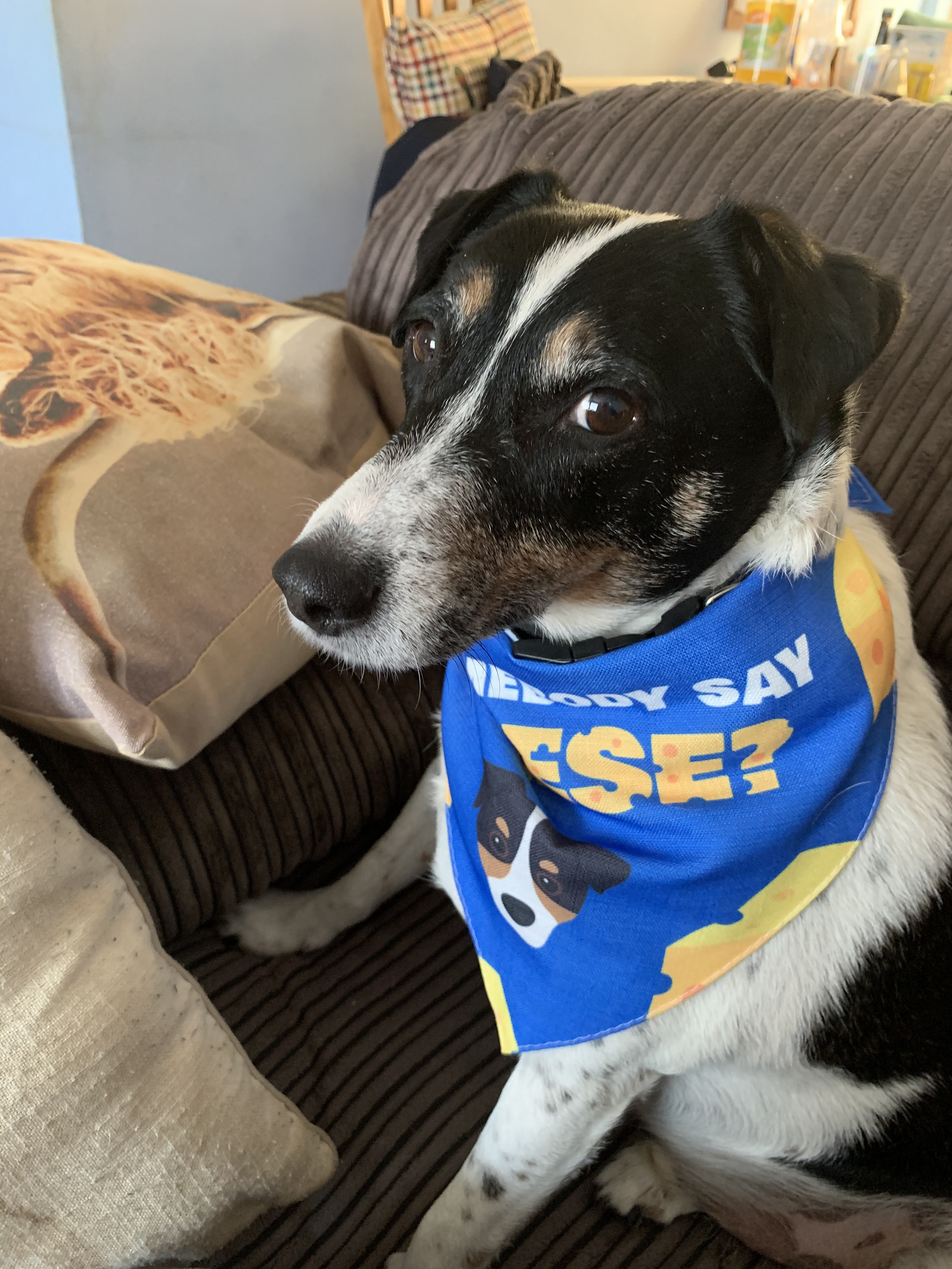 Customer photo of 'Did Somebody Say Cheese?' - Personalized Plott Hound Bandana