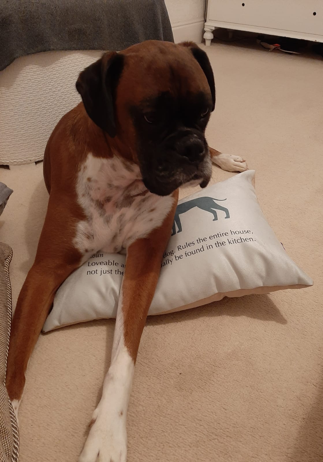 Customer photo of Jack-A-Poo Definition: Personalized Soft Touch Pillow
