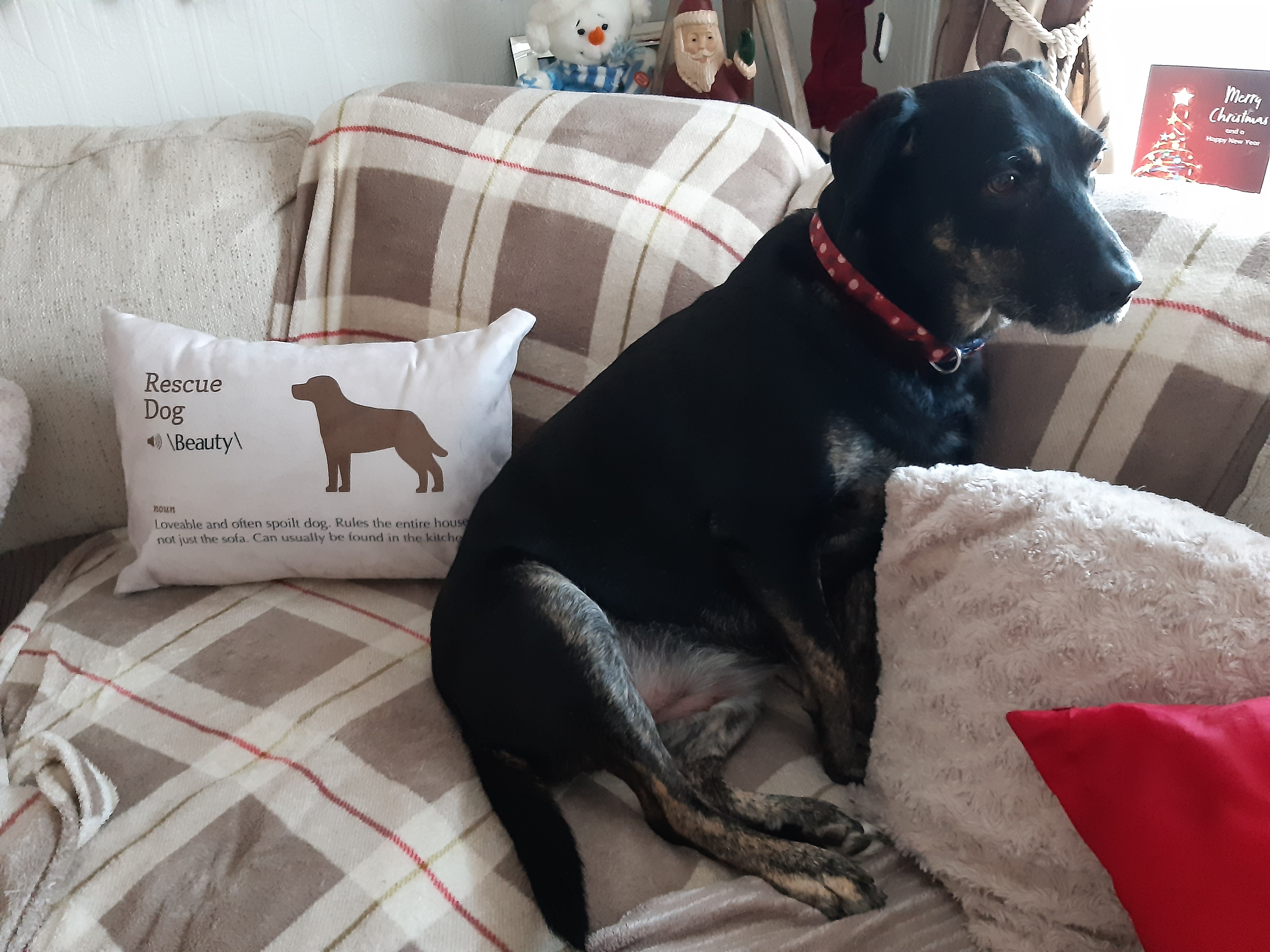 Customer photo of Jack-A-Poo Definition: Personalized Soft Touch Pillow
