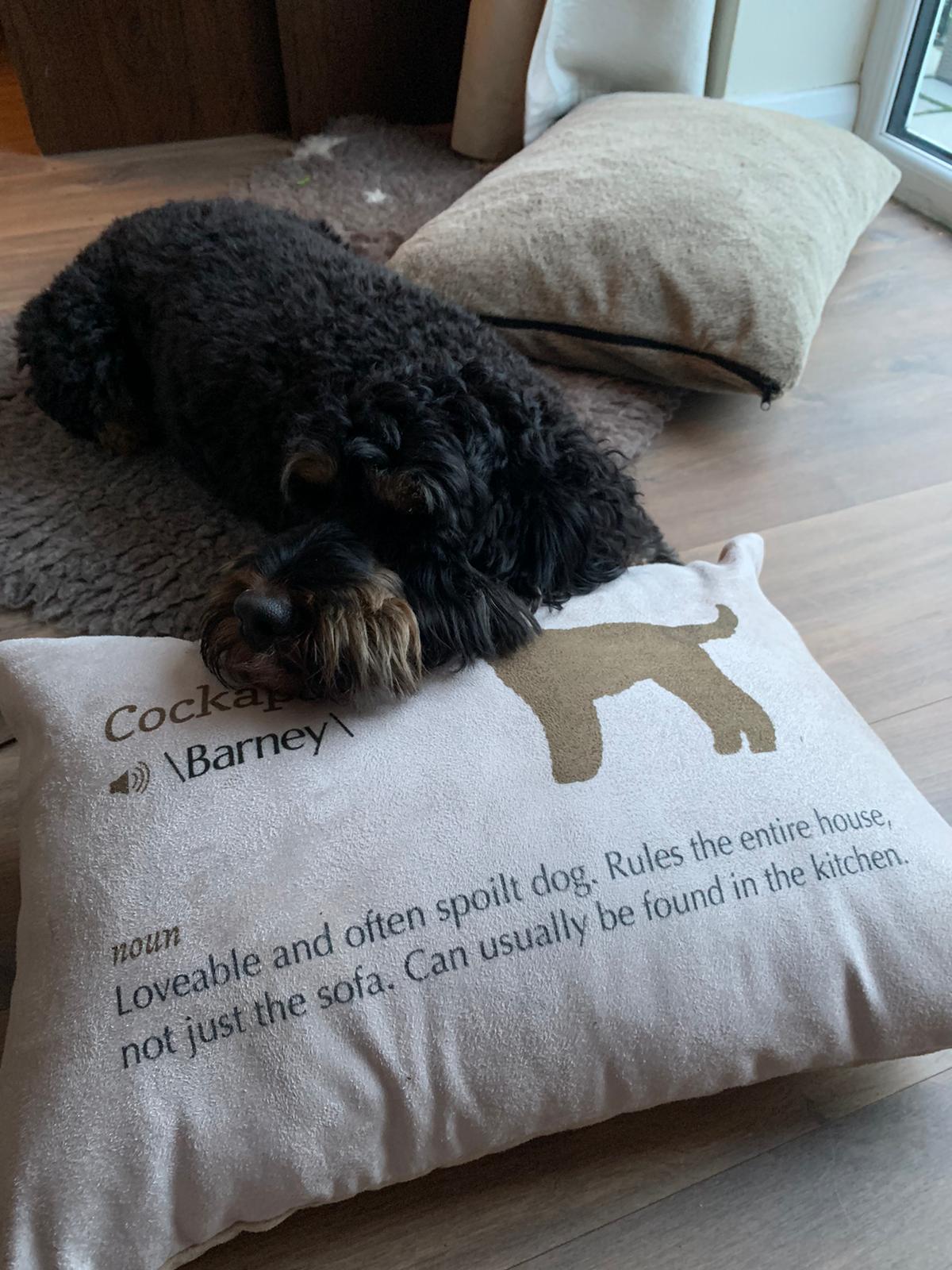 Customer photo of Jack-A-Poo Definition: Personalized Soft Touch Pillow
