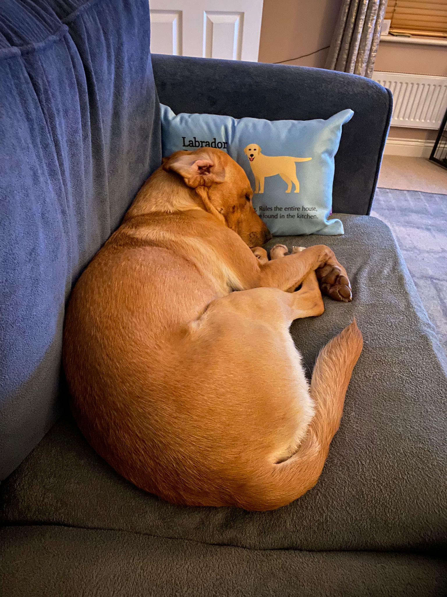 Customer photo of Jack-A-Poo Definition: Personalized Soft Touch Pillow