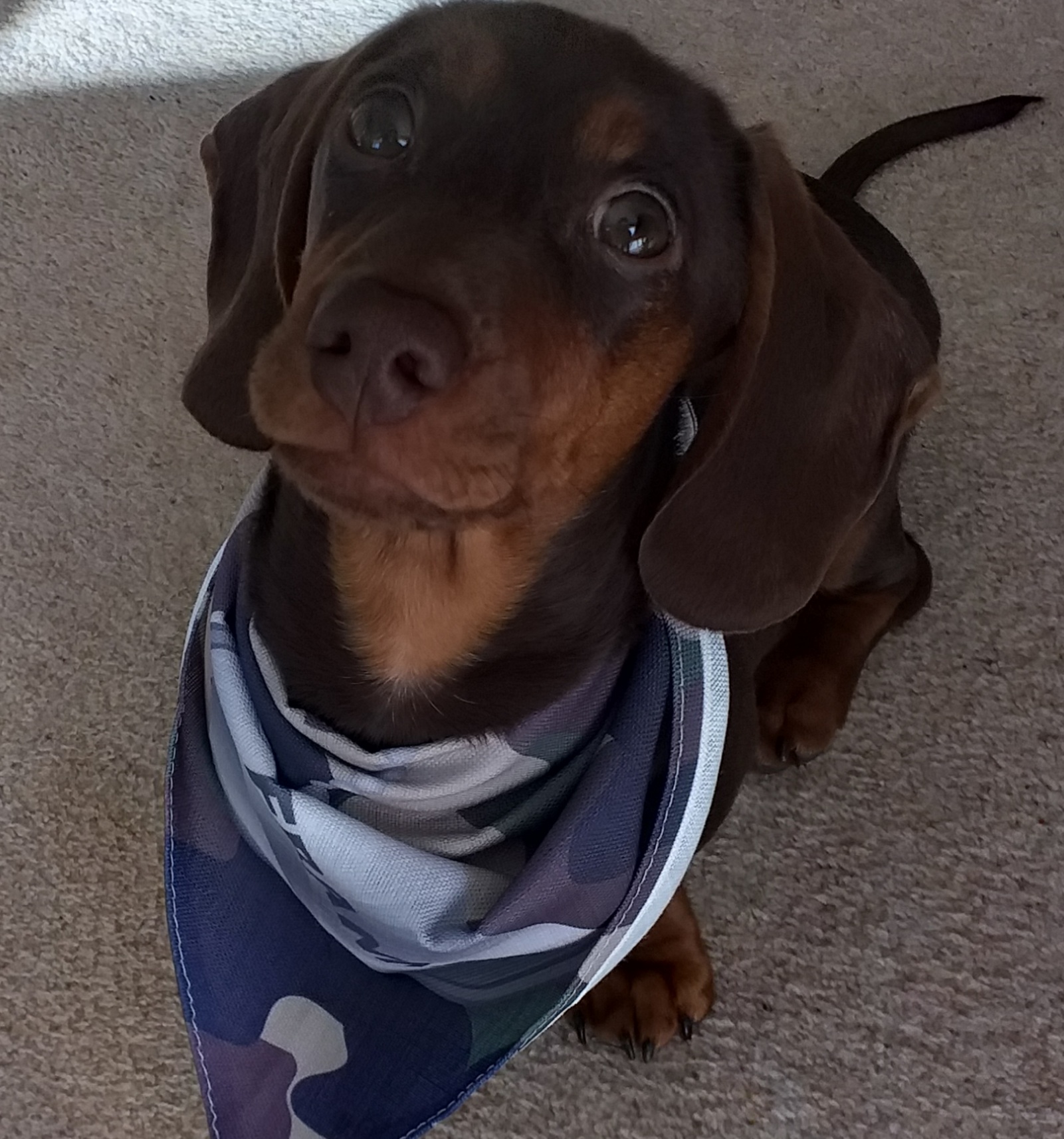 Customer photo of 'Camo Pattern' - Personalized German Wirehaired Pointer Bandana 