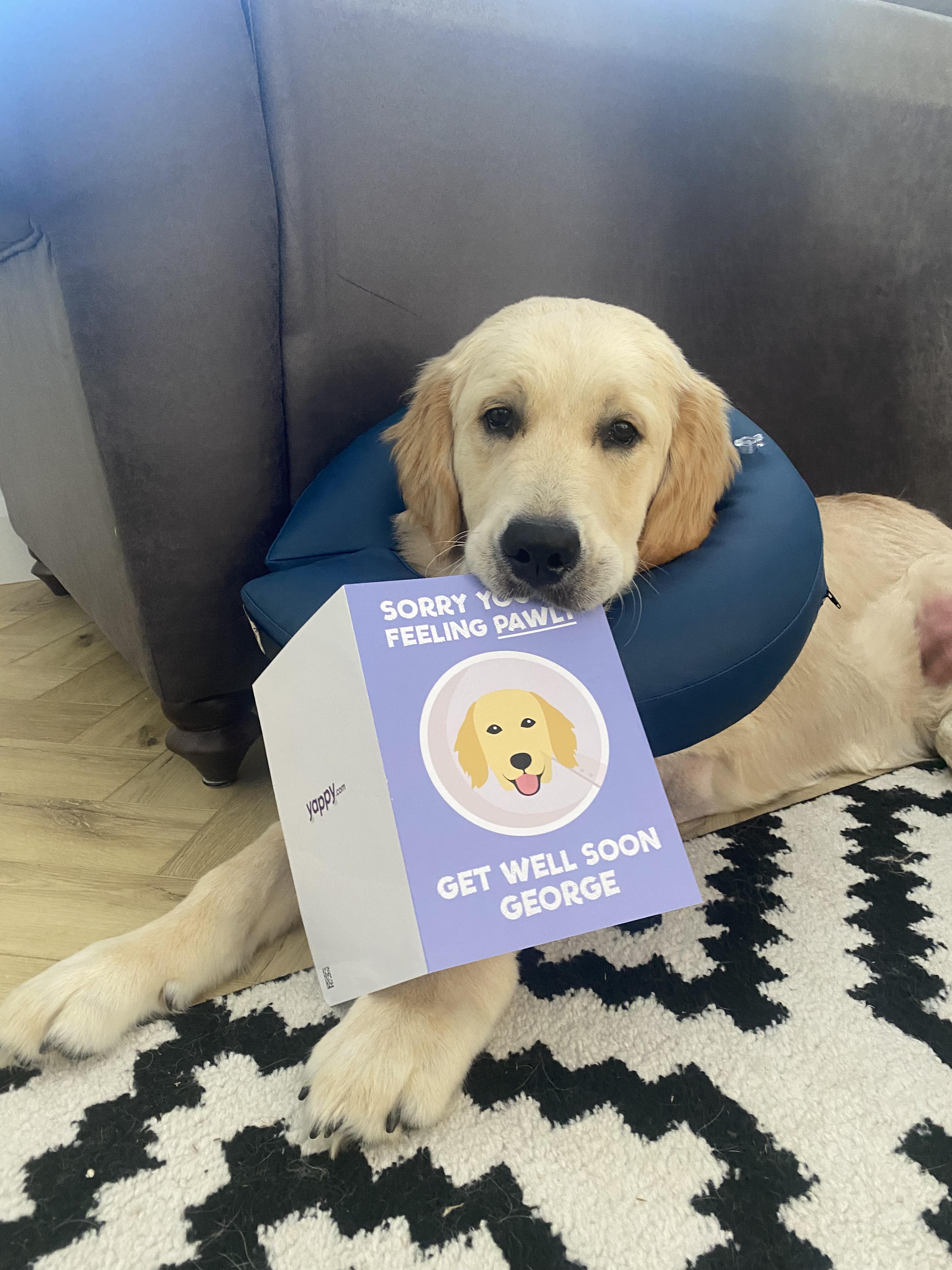Customer photo of 'Sorry You're Feeling Pawly' - Personalised Dog Get Well Soon Card