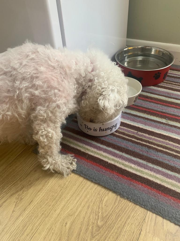 Customer photo of 'Jack-A-Poo Is Hungry/Full' - Personalized Dog Bowl for your Jack-A-Poo