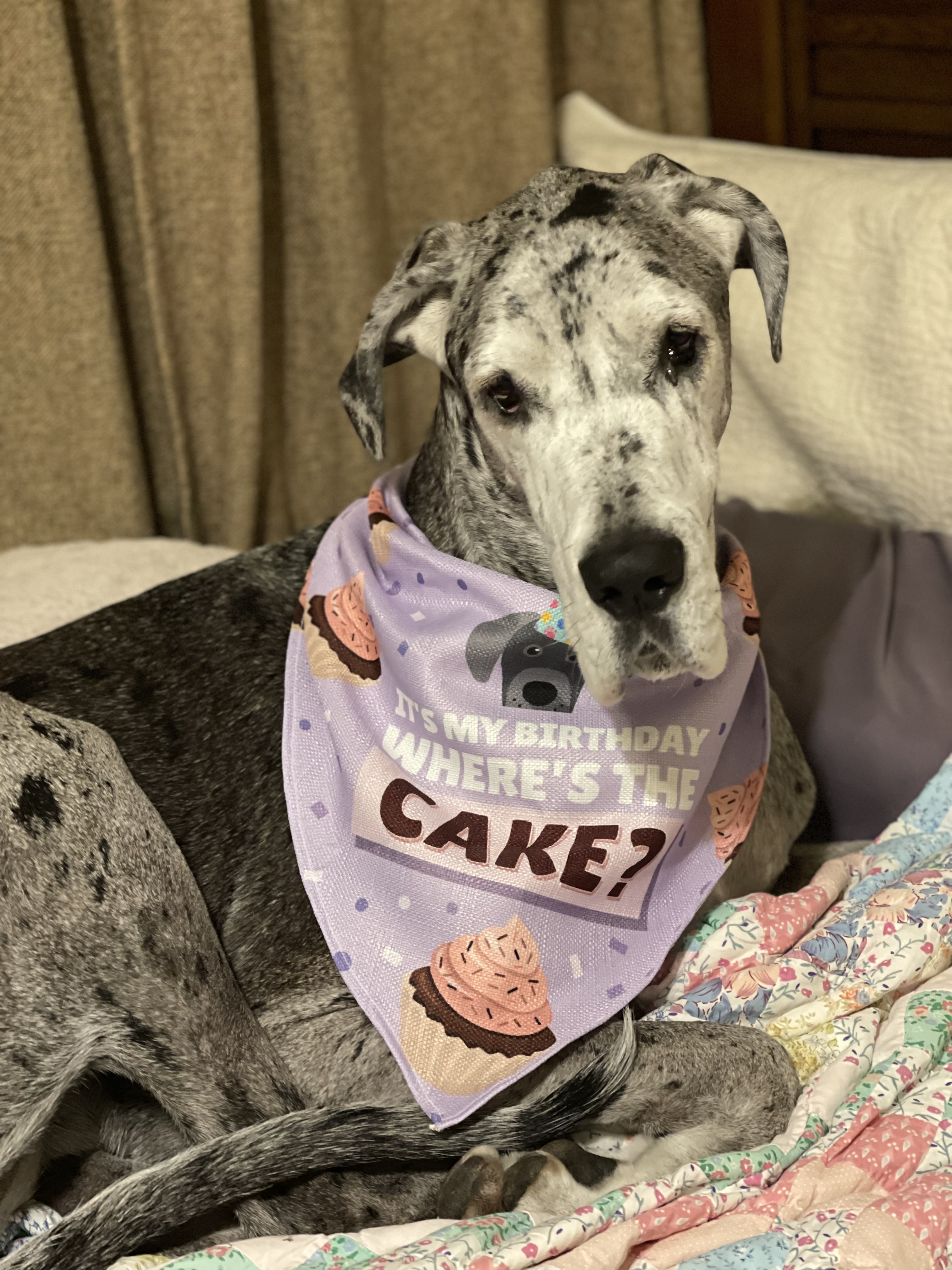 Customer photo of 'Where's the Cake?' - Personalized Lhasapoo Birthday Bandana