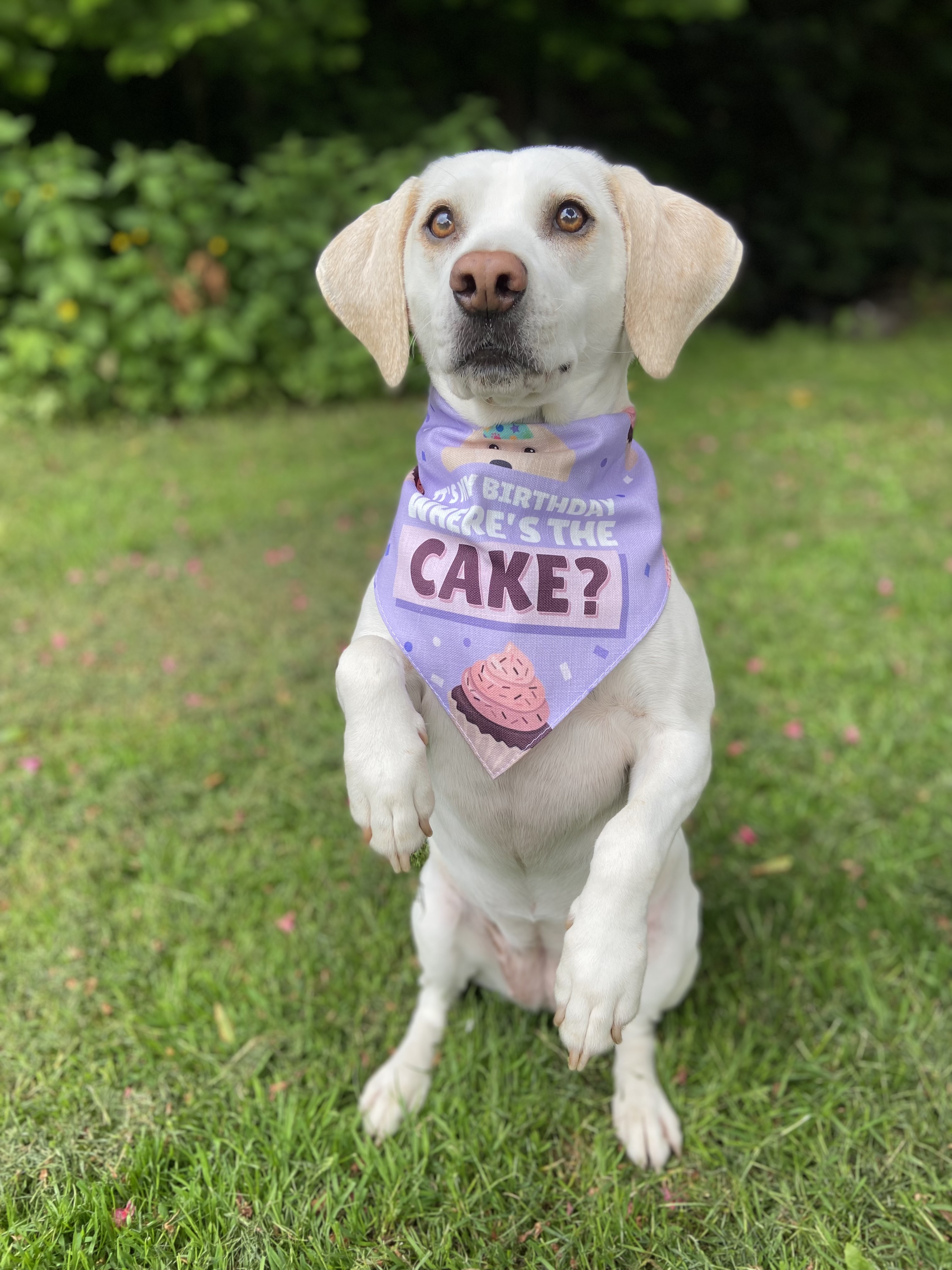 Customer photo of 'Where's the Cake?' - Personalized Lhasapoo Birthday Bandana